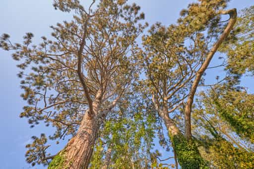 Schwarkiefer, Eisenfelden Bahnhof, Altötting, Oberbayern