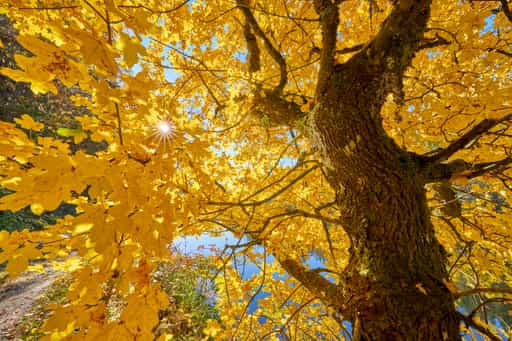 Schwarzer Regen, Bayerisch Kanada Gumpenried-Asbach, Regen