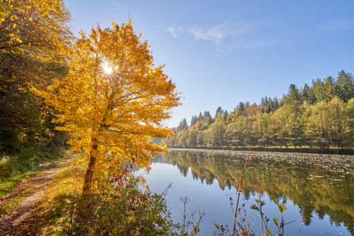 Schwarzer Regen Bayerisch Kanada, Gumpenried-Asbach, Regen
