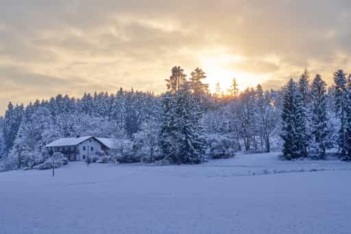 Sigrüner im Winter, Arbing, AÖ, Oberbayern, Inn-Salzach