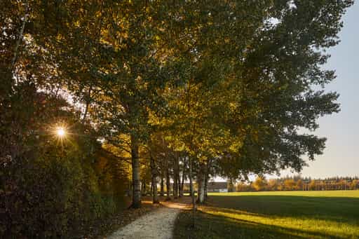 Silber Pappel Allee, Freilichtmuseum Massing, Rottal-Inn