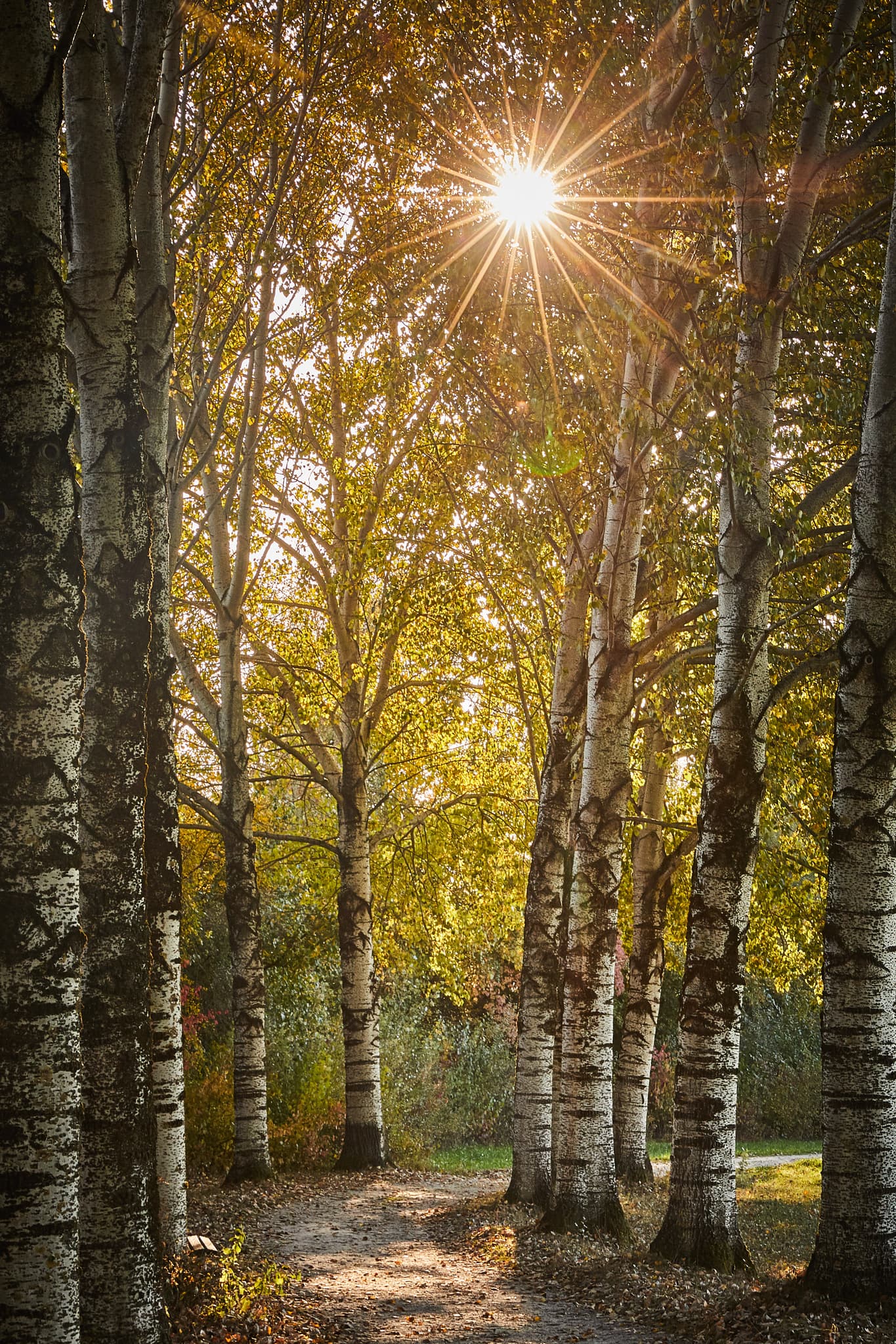 Silber Pappel Allee, Freilichtmuseum Massing, Rottal-Inn - Sonnenuntergang Pappel-Allee, Freilichtmuseum Massing, Rottal-Inn, Niederbayern, Herbstliche Stimmung, Bäume im Sonnenlicht.