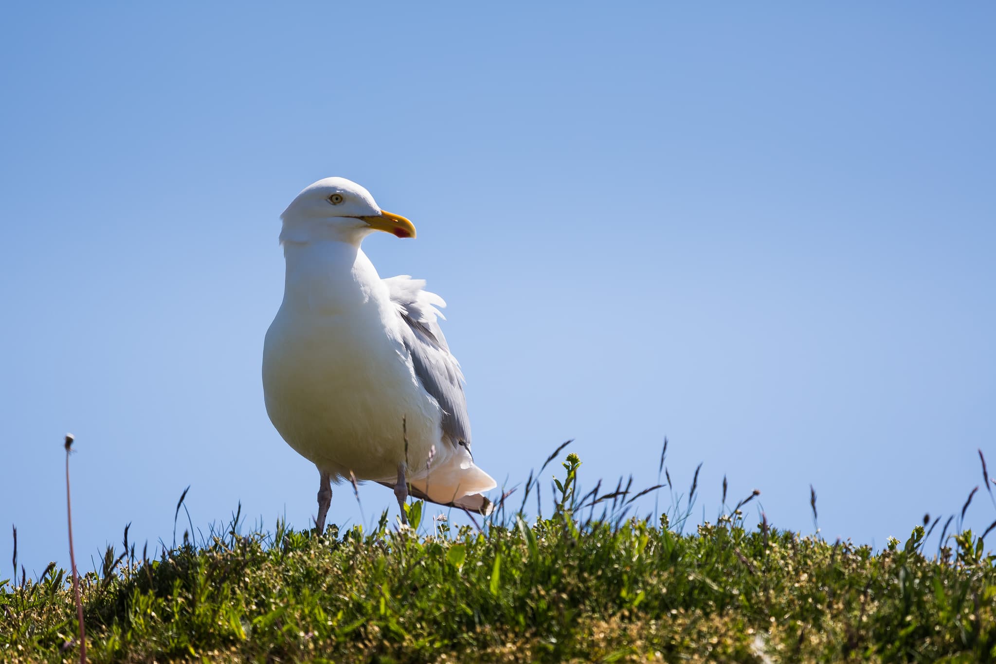 Silbermöwe 2, Helgoland, Pinneberg, Schleswig-Holstein - Silbermöwe steht auf einer grasbewachsenen Anhöhe auf der Insel Helgoland im Landkreis Pinneberg, Schleswig-Holstein, Nordsee, Deutschland.
