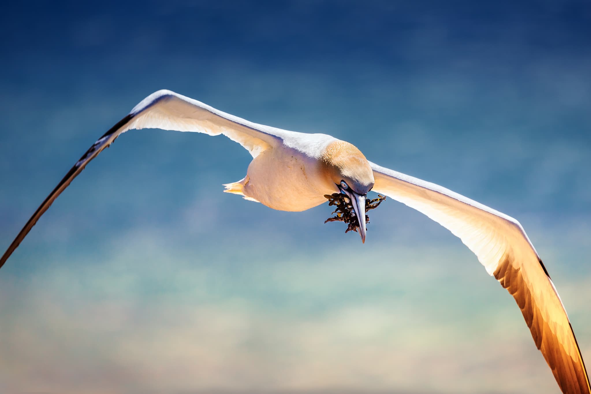 Silbermöwe Helgoland, Pinneberg, Schleswig-Holstein - Rote Felsküste auf Helgoland Unterland, Helgoland, in Richtung der Langen Anna. Die Nordseeküste im Landkreis Pinneberg, Schleswig-Holstein, Deutschland.