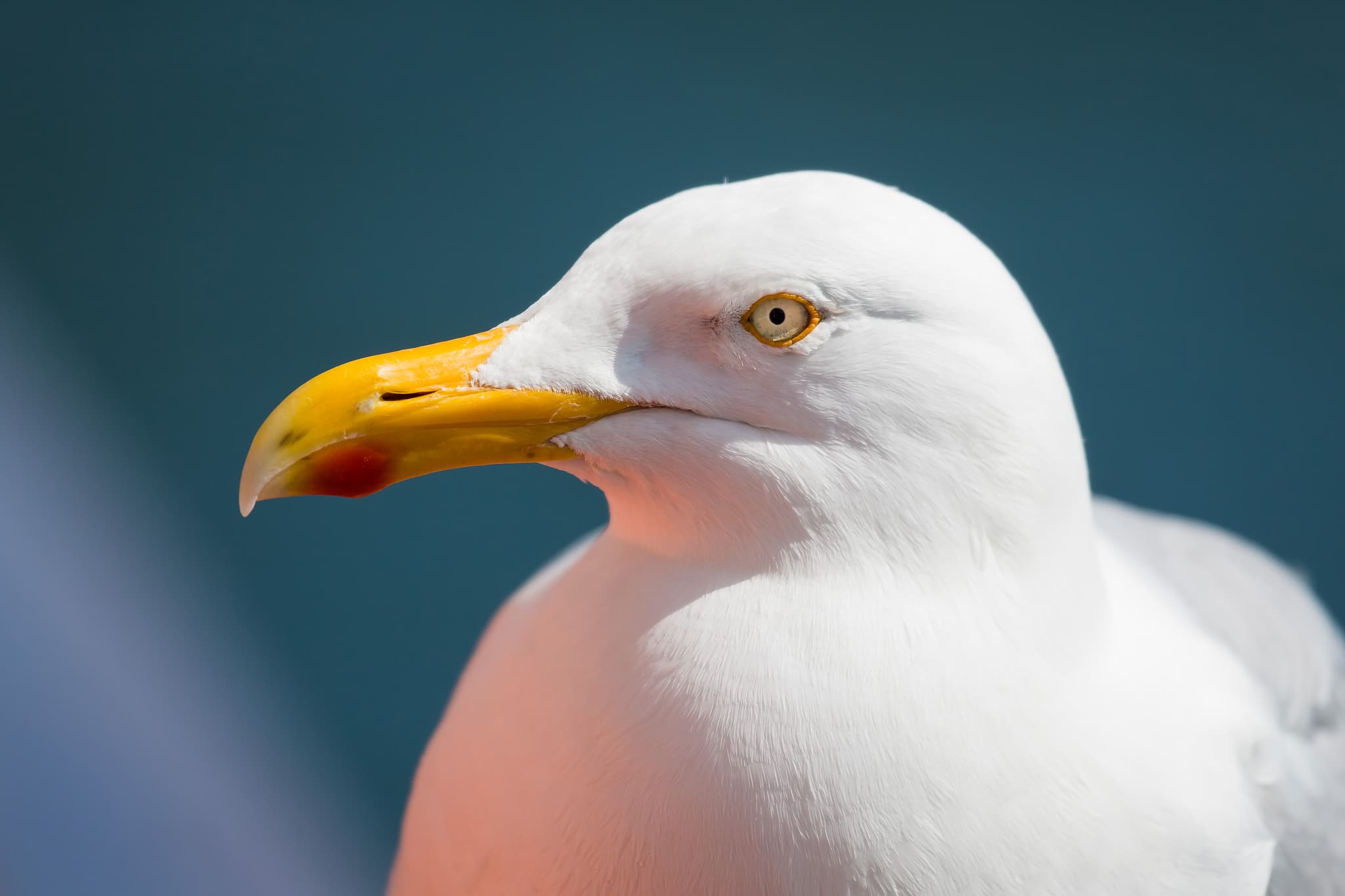 Silbermöwe Helgoland, Pinneberg, Schleswig-Holstein - Portrait einer Silbermöwe aufgenommen auf Helgoland, Landkreis Pinneberg, Schleswig-Holstein. Dieses Bild zeigt die Natur an der Nordseeküste in Deutschland.
