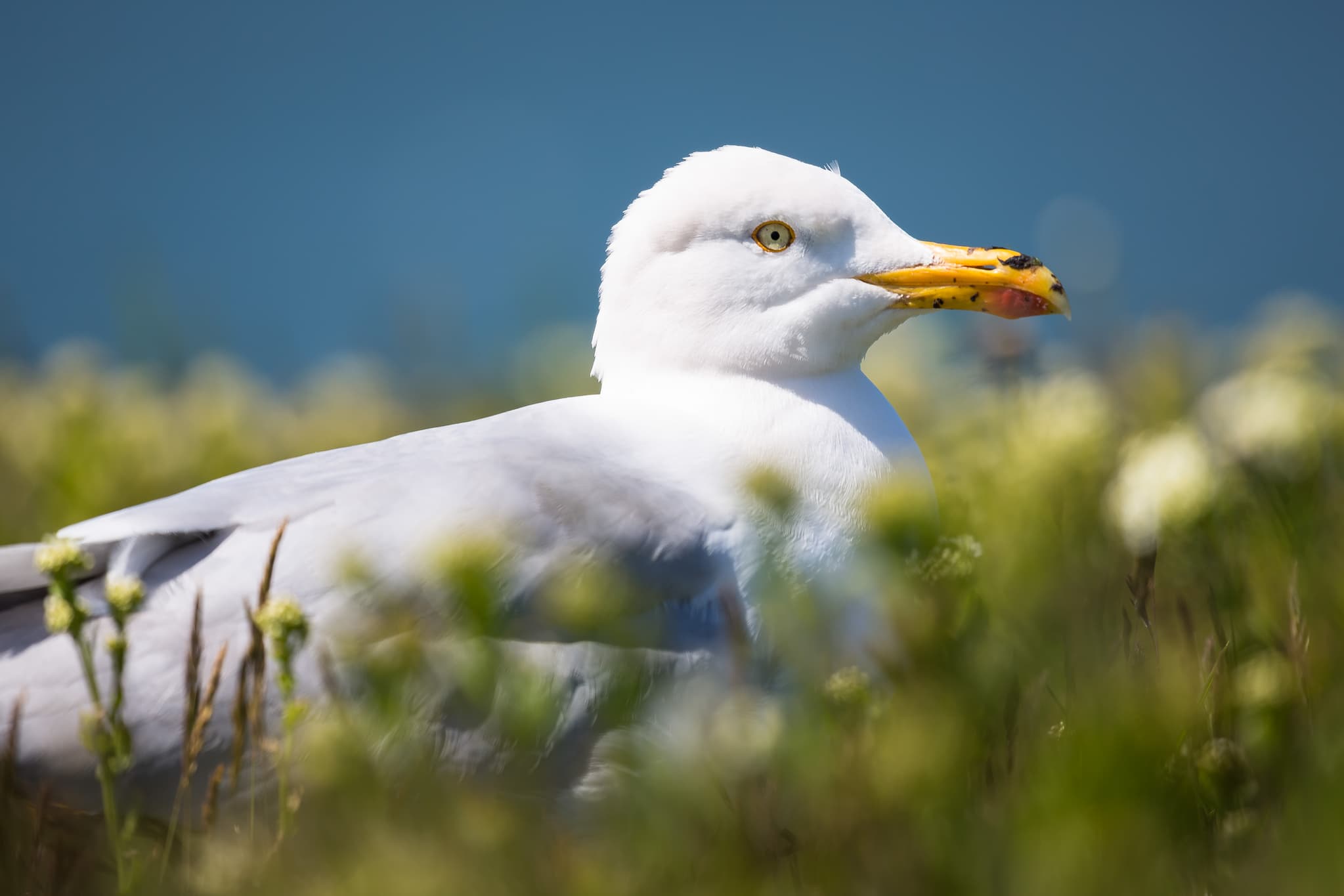 Silbermöwe, Helgoland, Pirmasens, Rheinland-Pfalz - Eine Silbermöwe in Helgoland, Pirmasens, Rheinland-Pfalz, Deutschland. Detailaufnahme des Vogels in seiner natürlichen Umgebung, typisch für den Pfälzerwald.