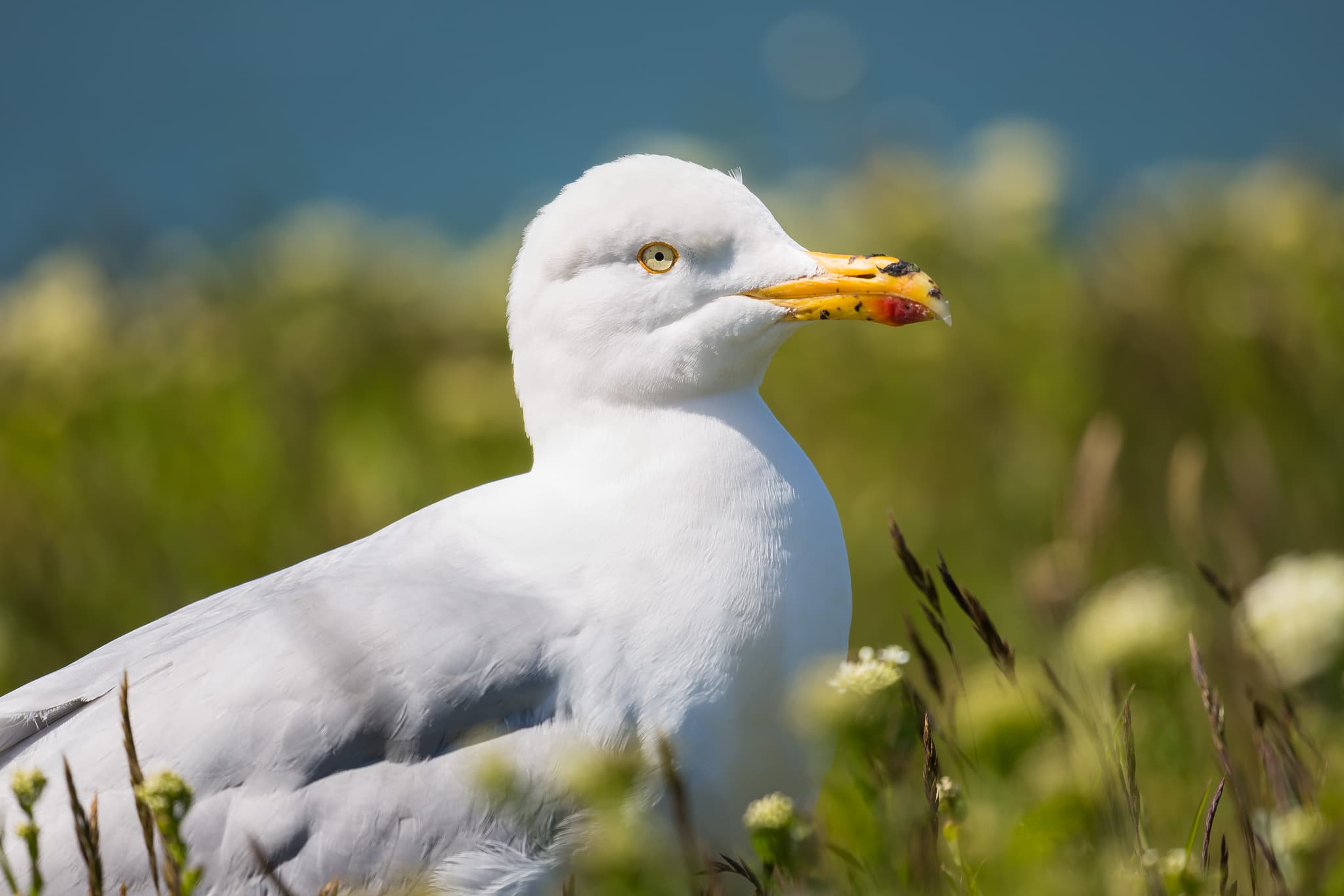 Silbermöwe, Helgoland, Pirmasens, Rheinland-Pfalz - Eine Silbermöwe in Helgoland, Pirmasens, Rheinland-Pfalz, Deutschland. Detailaufnahme des Vogels in seiner natürlichen Umgebung, typisch für den Pfälzerwald.