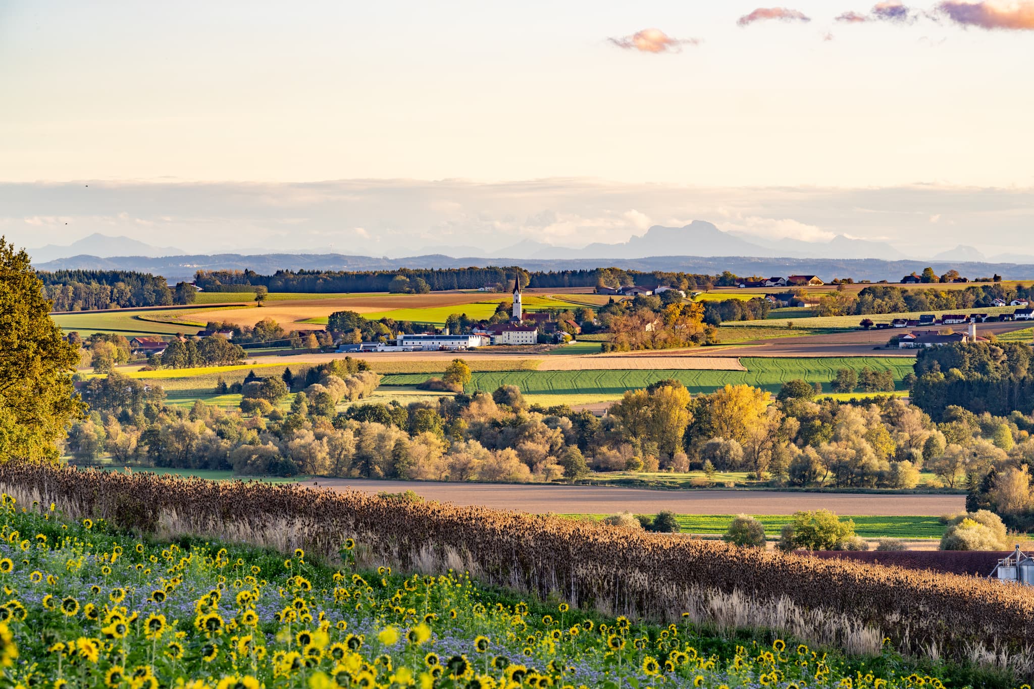 Sonnenblumen am Kurpark, Bad Griesbach Herbst, Niederbayern - Herbstliche Szenerie mit Sonnenblumen im Kurpark Bad Griesbach. Idyllische Landschaft im niederbayerischen Bäderdreieck, Landkreis Passau, Deutschland.