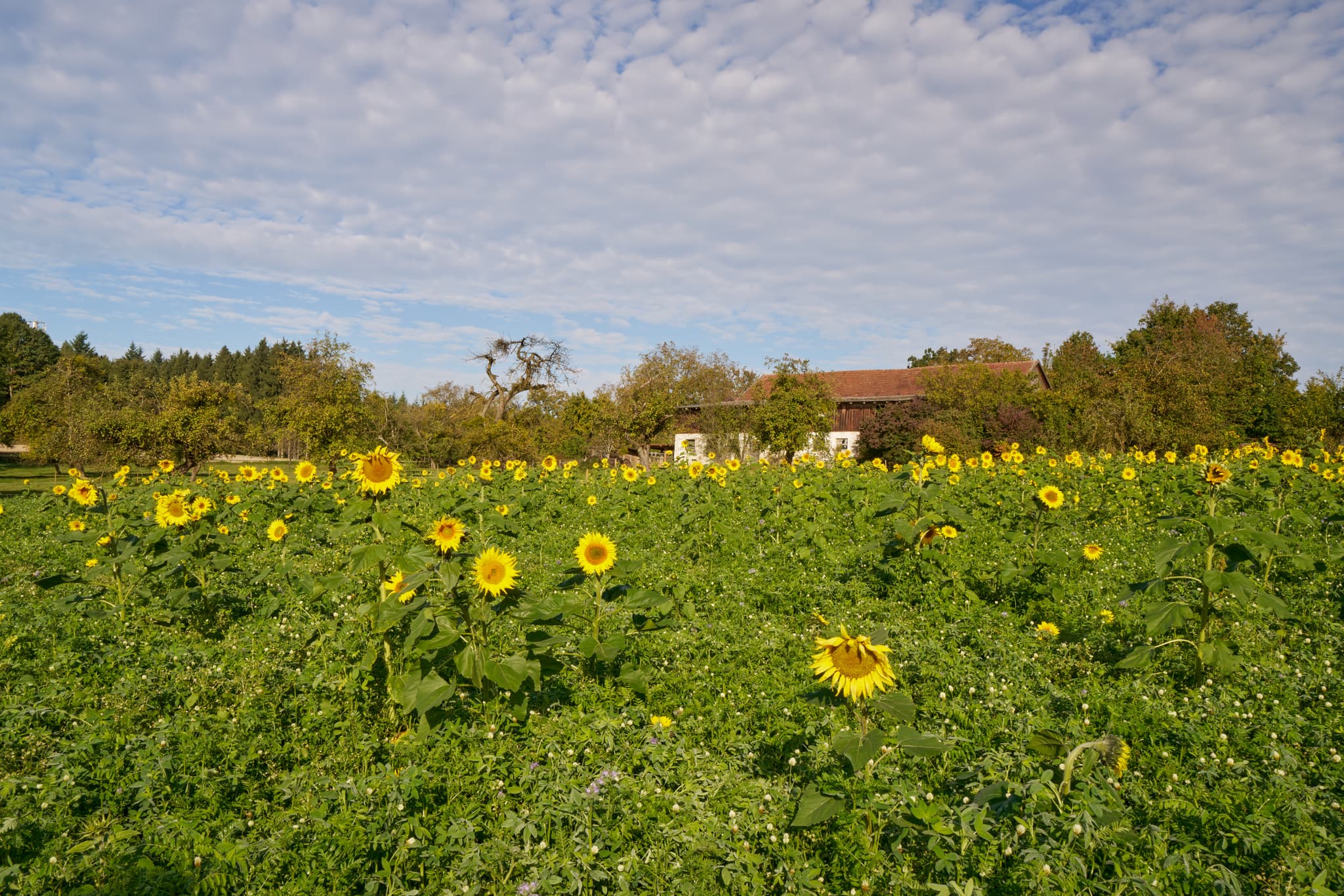 Sonnenblumen am Kurpark, Bad Griesbach,  Niederbayern - Ein malerisches Sonnenblumenfeld im Kurpark der Therme Bad Griesbach im Landkreis Passau, Niederbayern, Deutschland. Einladende Landschaft im Bäderdreieck.