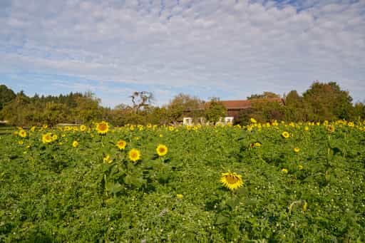 Sonnenblumen am Kurpark, Bad Griesbach,  Niederbayern