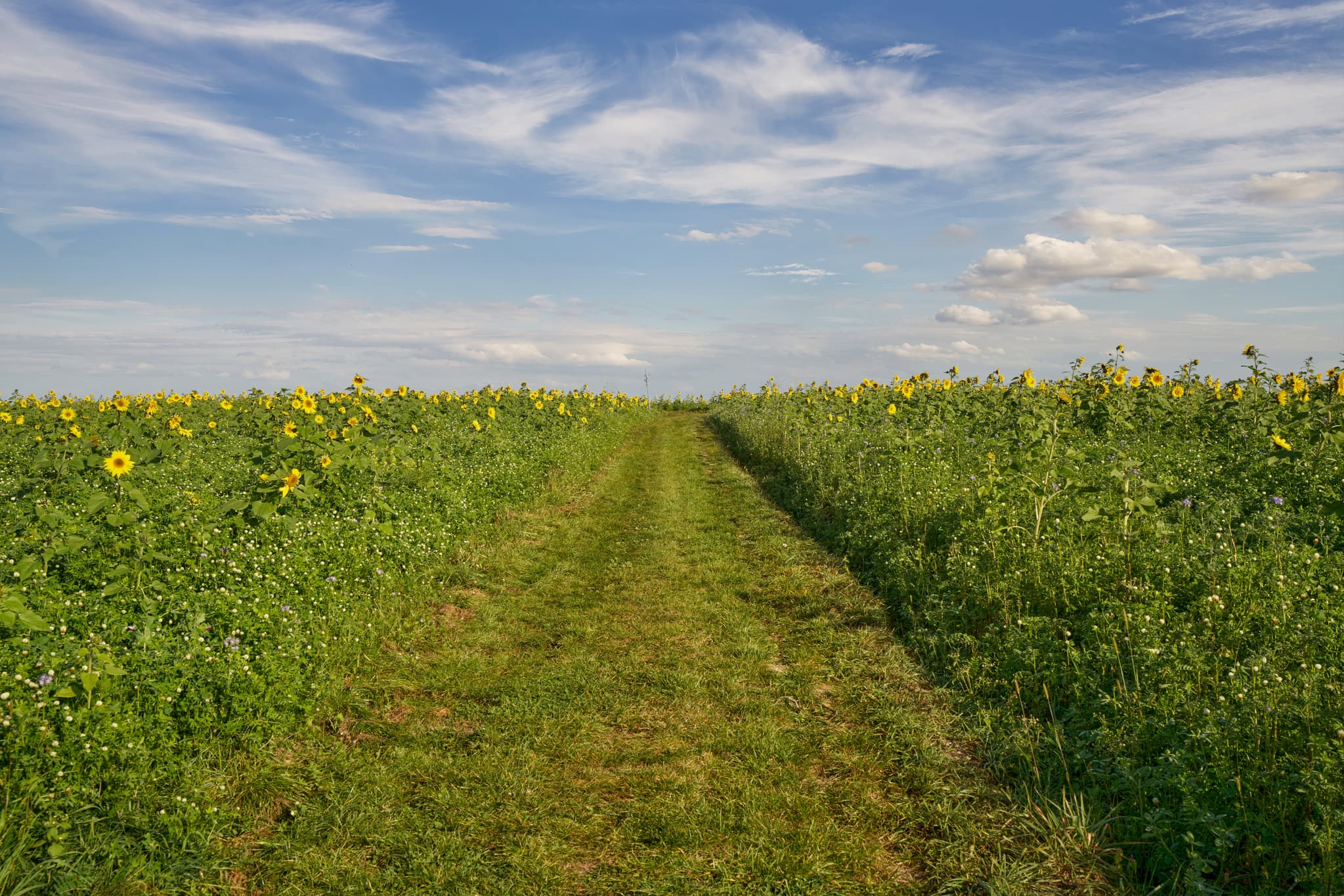 Sonnenblumen am Kurpark Bad Griesbach, Passau, Niederbayern - Sonnenblumenfeld mit Himmel im Kurpark in Bad Griesbach, Landkreis Passau, Niederbayern, Region Rottal, Deutschland.