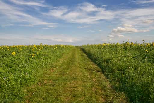 Sonnenblumen am Kurpark Bad Griesbach, Passau, Niederbayern