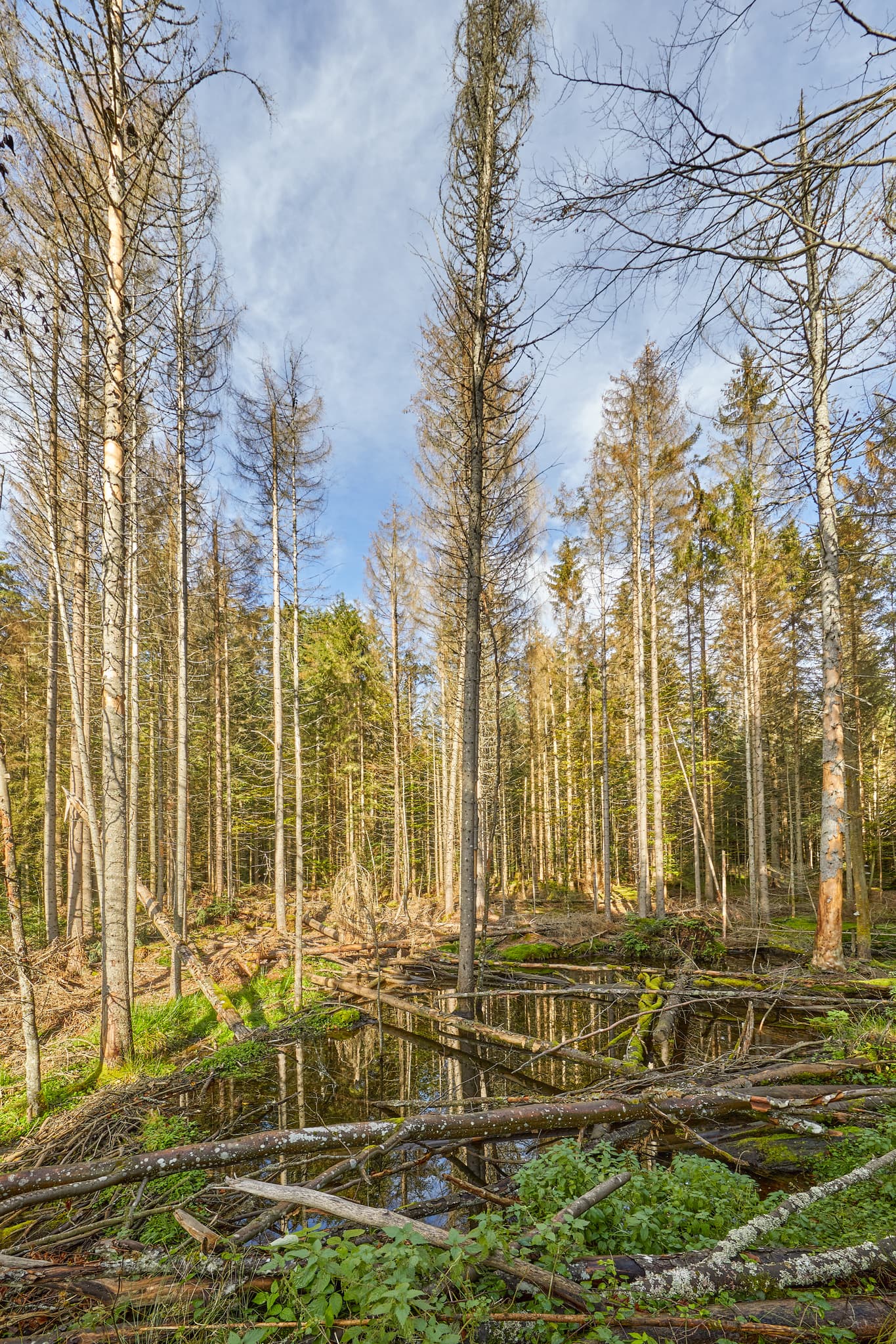 Spiegelung im Hans-Watzlik-Hain, Regen, Niederbayern - Hans-Watzlik-Hain, Bayerisch Eisenstein, Landkreis Regen, Niederbayern. Abgestorbene Bäume und Stämme am Wasser, das spiegelt. Landschaft im Bayerischen Wald.
