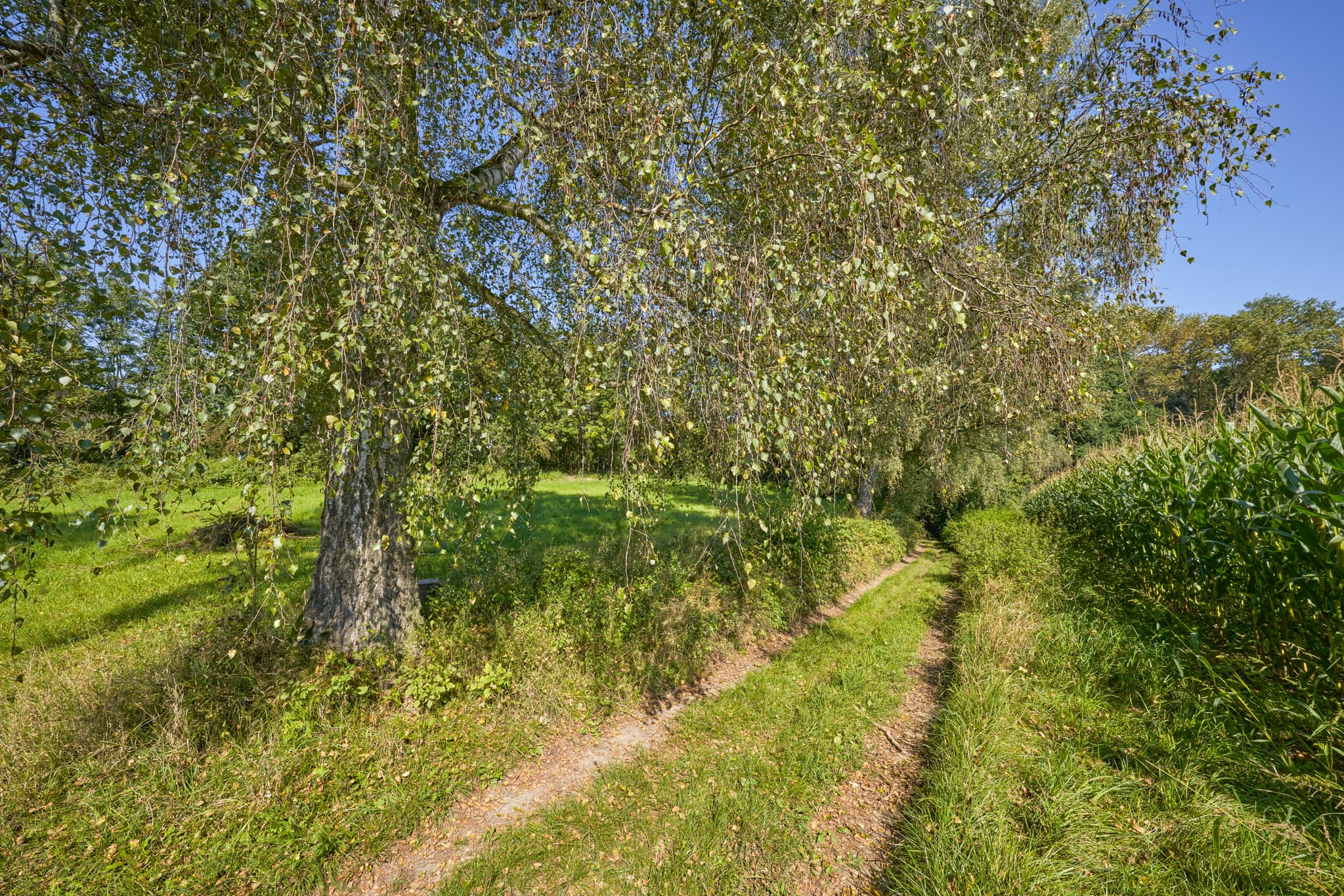 St.-Rupert-Pilgerweg Aigner, Kastl, Altötting, Oberbayern - Feldweg bei Kastl, Altötting, Oberbayern, Deutschland. Ländliche Szene in der Region Inn-Salzach mit Weg, Baum und Maisfeld unter klarem Himmel.