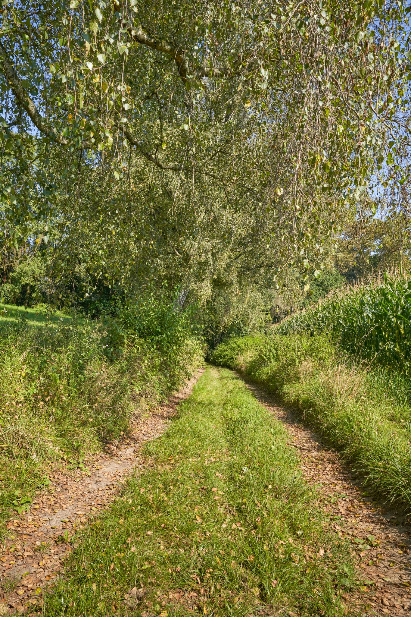 St.-Rupert-Pilgerweg Aigner, Kastl, Altötting, Oberbayern - Feldweg bei Kastl, Altötting, Oberbayern, Deutschland. Ländliche Szene in der Region Inn-Salzach mit Weg, Baum und Maisfeld unter klarem Himmel.