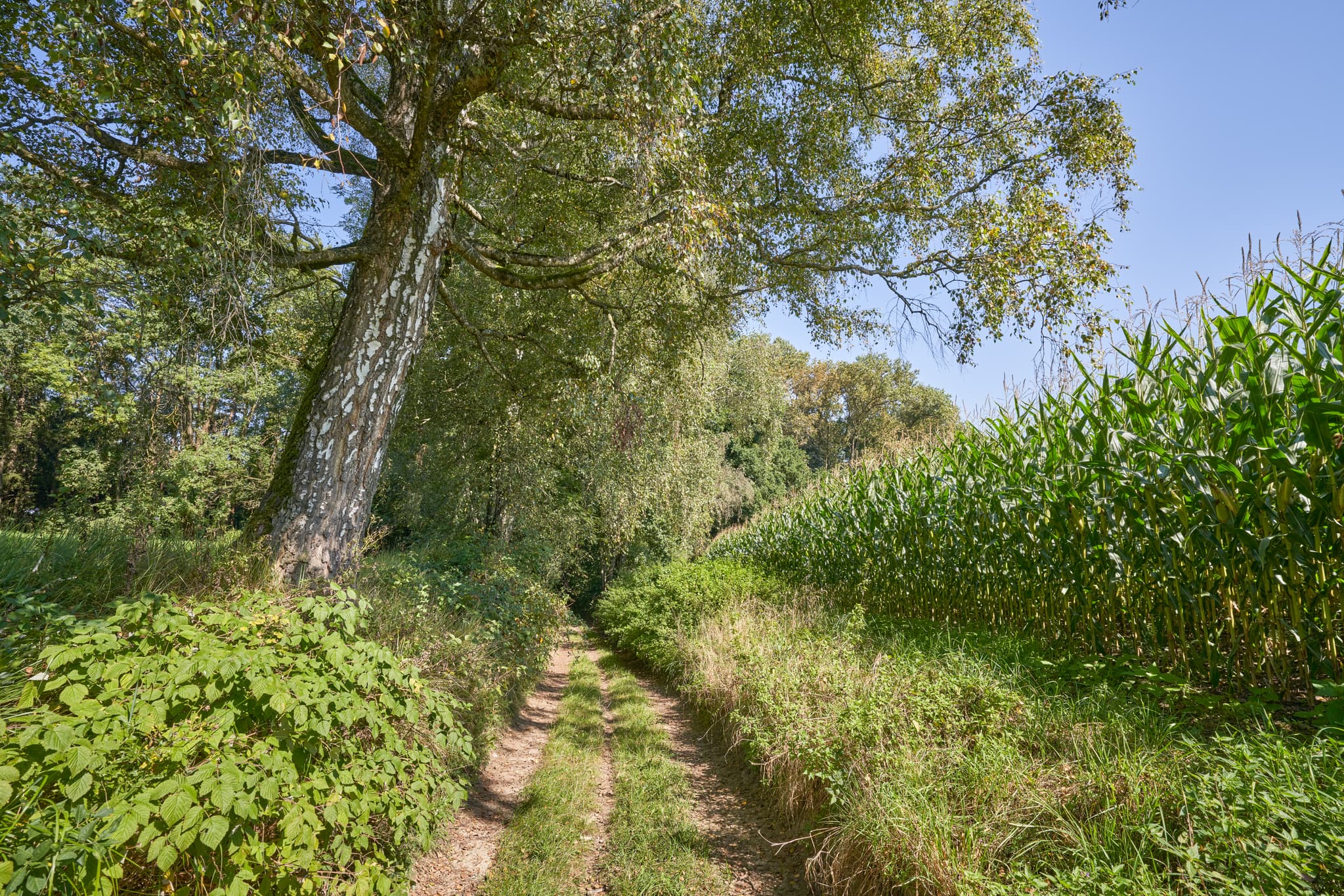 St.-Rupert-Pilgerweg Aigner, Kastl, Altötting, Oberbayern - Feldweg bei Kastl, Altötting, Oberbayern, Deutschland. Ländliche Szene in der Region Inn-Salzach mit Weg, Baum und Maisfeld unter klarem Himmel.