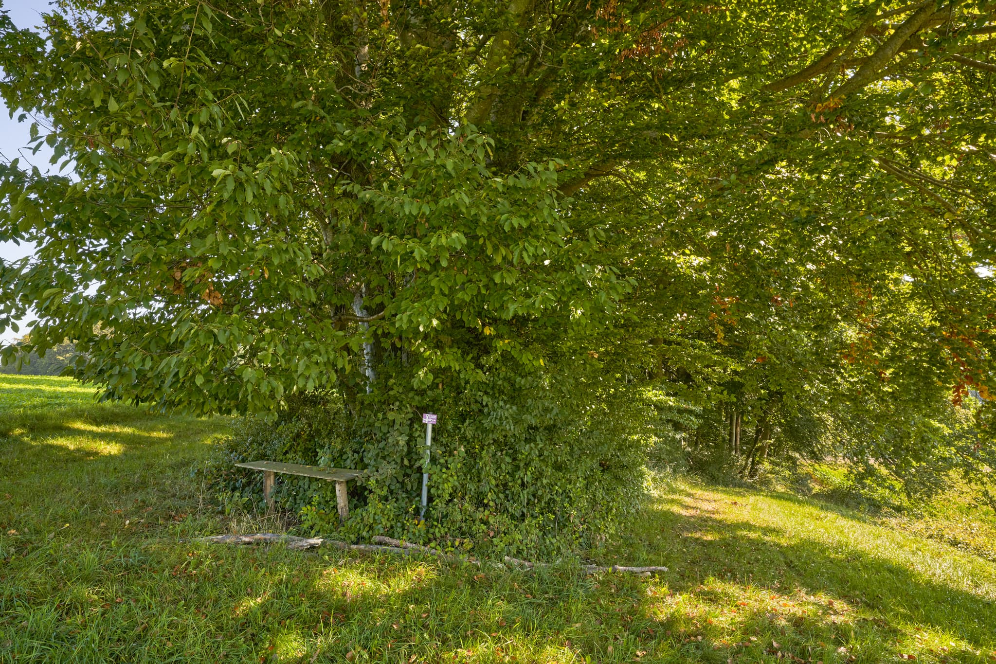 St.-Rupert-Pilgerweg bei Weindlgrub, Altötting, Oberbayern - Ruhige Szene mit Holzbank unter großem Baum am St.-Rupert-Pilgerweg bei Weindlgrub, Kastl, Landkreis Altötting, Oberbayern, Region Inn-Salzach, Deutschland.
