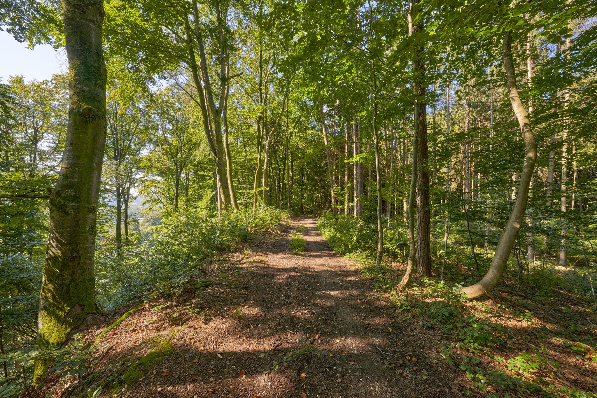 St. Rupert Pilgerweg bei Weindlgrub, Kastl, Altötting - Waldweg auf dem St.-Rupert-Pilgerweg nahe Weindlgrub, Kastl, Landkreis Altötting, Oberbayern, Inn-Salzach, Deutschland. Natürliche Waldlandschaft mit Bäumen.