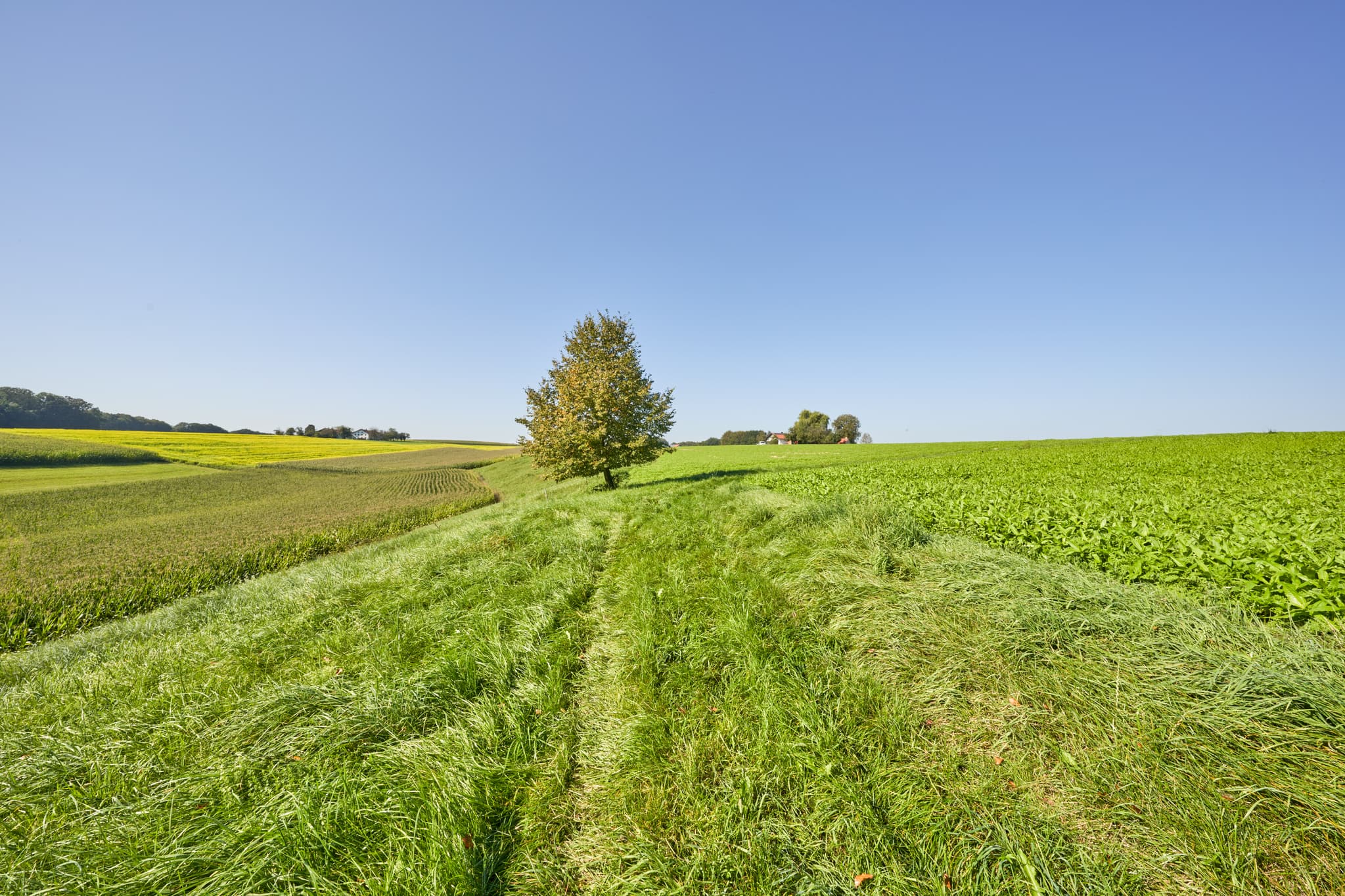 St.-Rupert-Pilgerweg bei Weindlgrub, Kastl, Altötting - Ein grüner Feldweg führt durch weite Felder unter strahlend blauem Himmel in der ländlichen Region von Kastl, Altötting, Oberbayern, Inn-Salzach, Deutschland.
