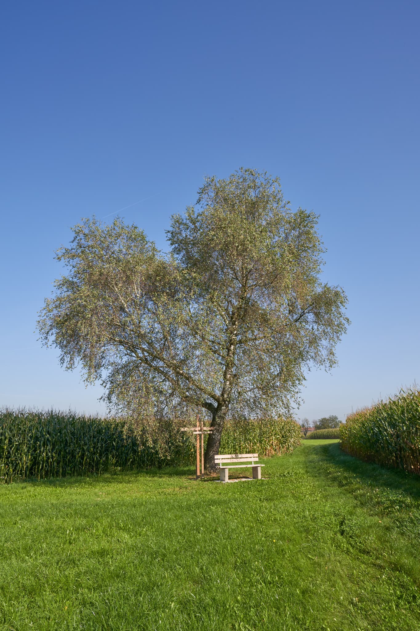 St.-Rupert-Pilgerweg Brandstätt, Kastl, Landkreis Altötting - Der St.-Rupert-Pilgerweg bei Brandstätt bei Kastl, Altötting, Oberbayern, Deutschland, Inn-Salzach. Baum, Kreuz und Bank zwischen Feldern.
