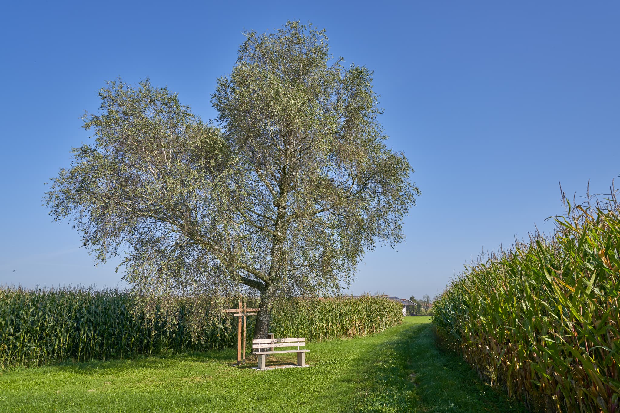 St.-Rupert-Pilgerweg Brandstätt, Kastl, Landkreis Altötting - Der St.-Rupert-Pilgerweg bei Brandstätt bei Kastl, Altötting, Oberbayern, Deutschland, Inn-Salzach. Baum, Kreuz und Bank zwischen Feldern.