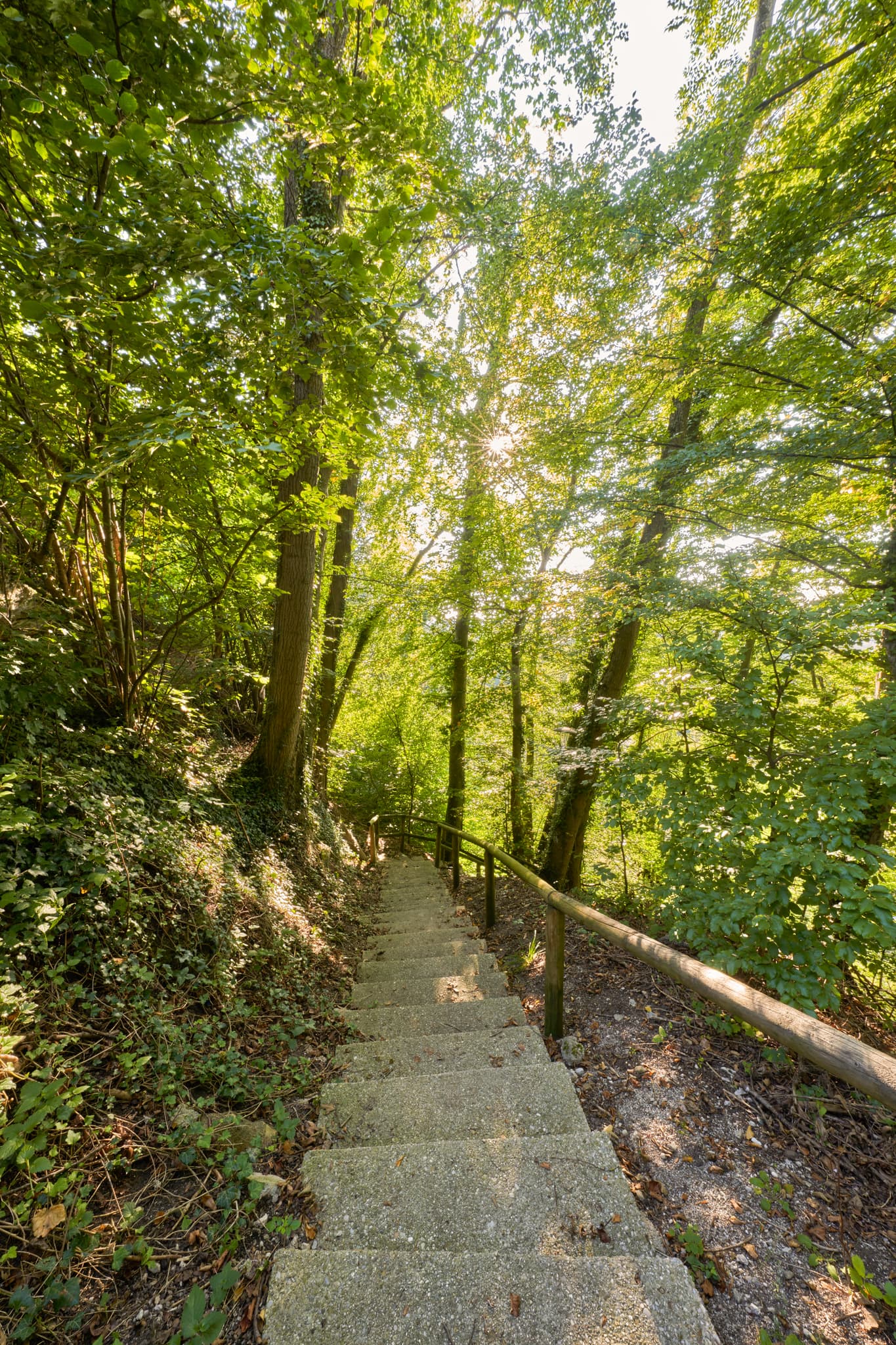 St.-Rupert-Pilgerweg, Margarethenberg, Oberbayern - Margarethenberg, Burgkirchen, Landkreis Altötting, Oberbayern, Deutschland, Region Inn-Salzach. Steintreppen in einem lichten Wald, umgeben von üppigem Grün.