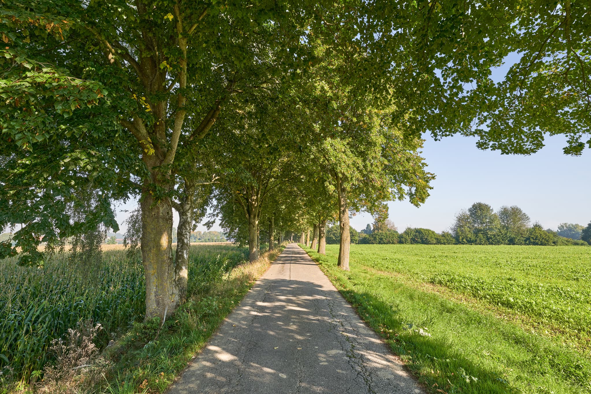 St.-Rupert-Pilgerweg Wallner, Osterwies, Kastl, Altötting - Ein sonniger Feldweg mit Baumallee und grünen Feldern. Die ländliche Szene liegt bei Kastl im Landkreis Altötting, Oberbayern, Inn-Salzach, Deutschland.