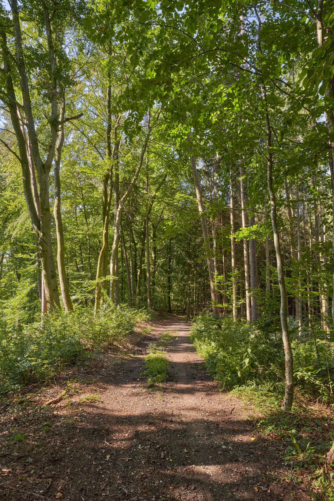 St.-Rupert-Pilgerweg Weindlgrub nach Ofner, Kastl - Idyllischer Waldweg im Laubwald. Dieser Pfad befindet sich in Kastl, Landkreis Altötting, Oberbayern, Region Inn-Salzach, Deutschland.