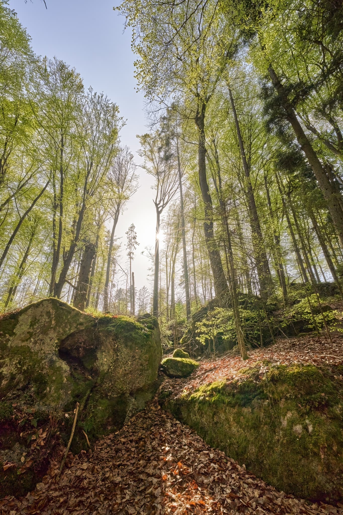 St. Salvator Luisenburg, Bad Griesbach, Passau - Waldweg mit Felsen, Moos und Laub in St. Salvator Luisenburg, Bad Griesbach. Landkreis Passau, Niederbayern, Bayern, Deutschland.
