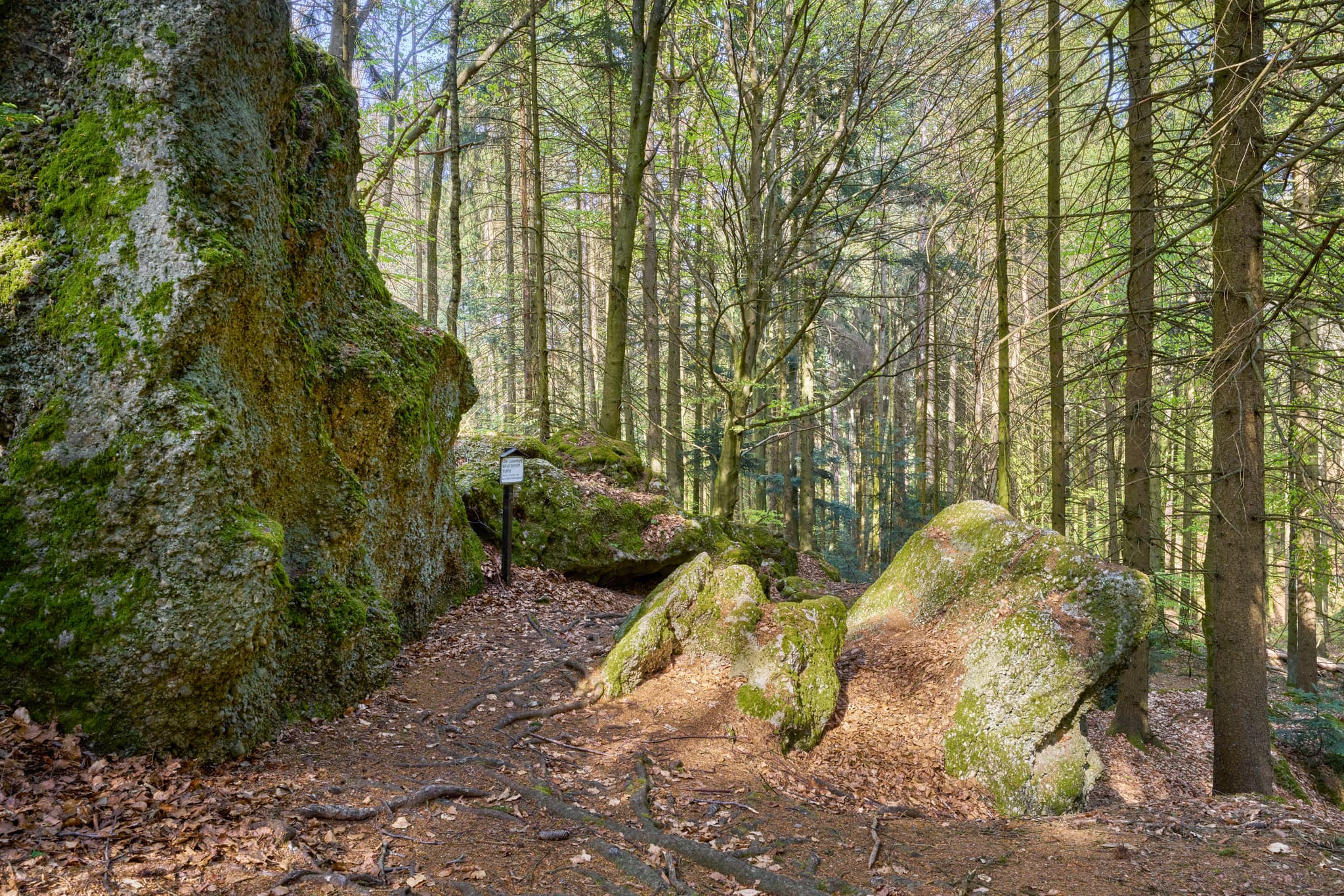 St. Salvator Luisenburg, Bad Griesbach, Passau - Waldlandschaft mit Felsen in St. Salvator Luisenburg, Bad Griesbach. Landkreis Passau, Niederbayern, Bayern, Deutschland.