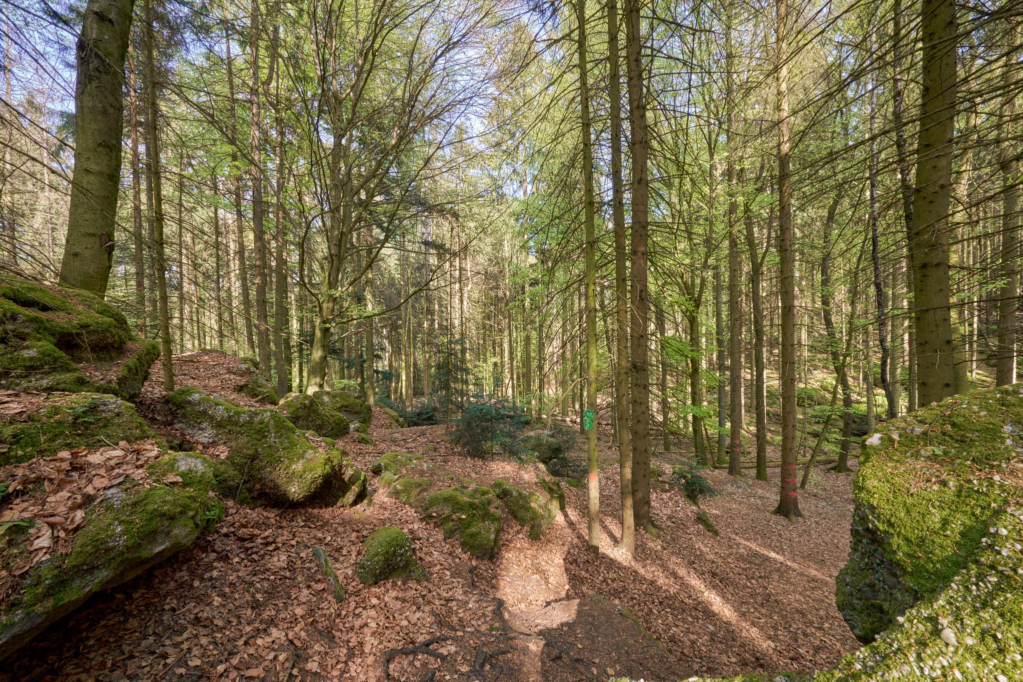 St. Salvator Luisenburg, Bad Griesbach, Passau - Waldlandschaft mit Felsen in St. Salvator Luisenburg, Bad Griesbach. Landkreis Passau, Niederbayern, Bayern, Deutschland.