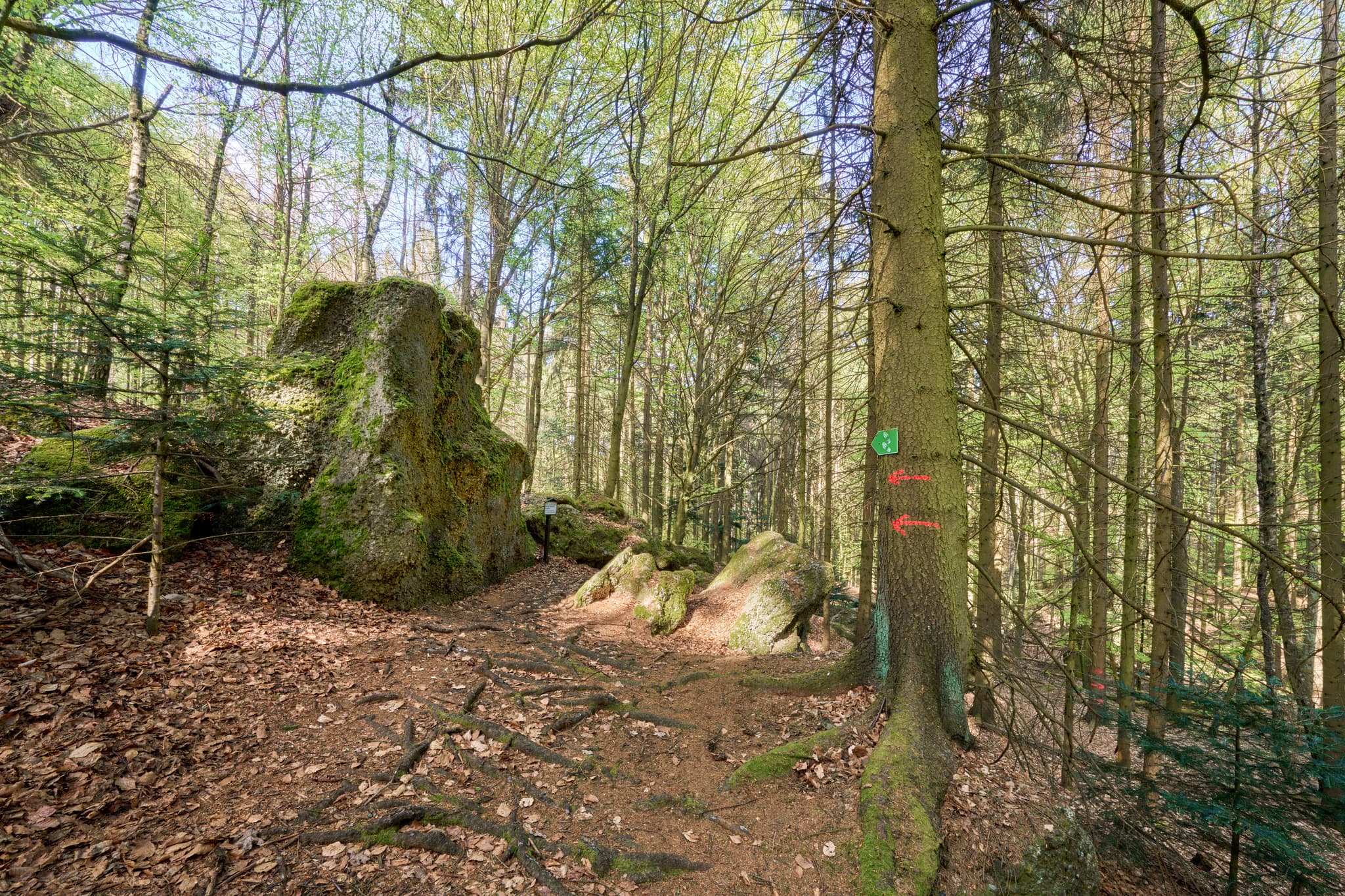 St. Salvator Luisenburg, Bad Griesbach, Passau - Waldlandschaft mit Felsen in St. Salvator Luisenburg, Bad Griesbach. Landkreis Passau, Niederbayern, Bayern, Deutschland.