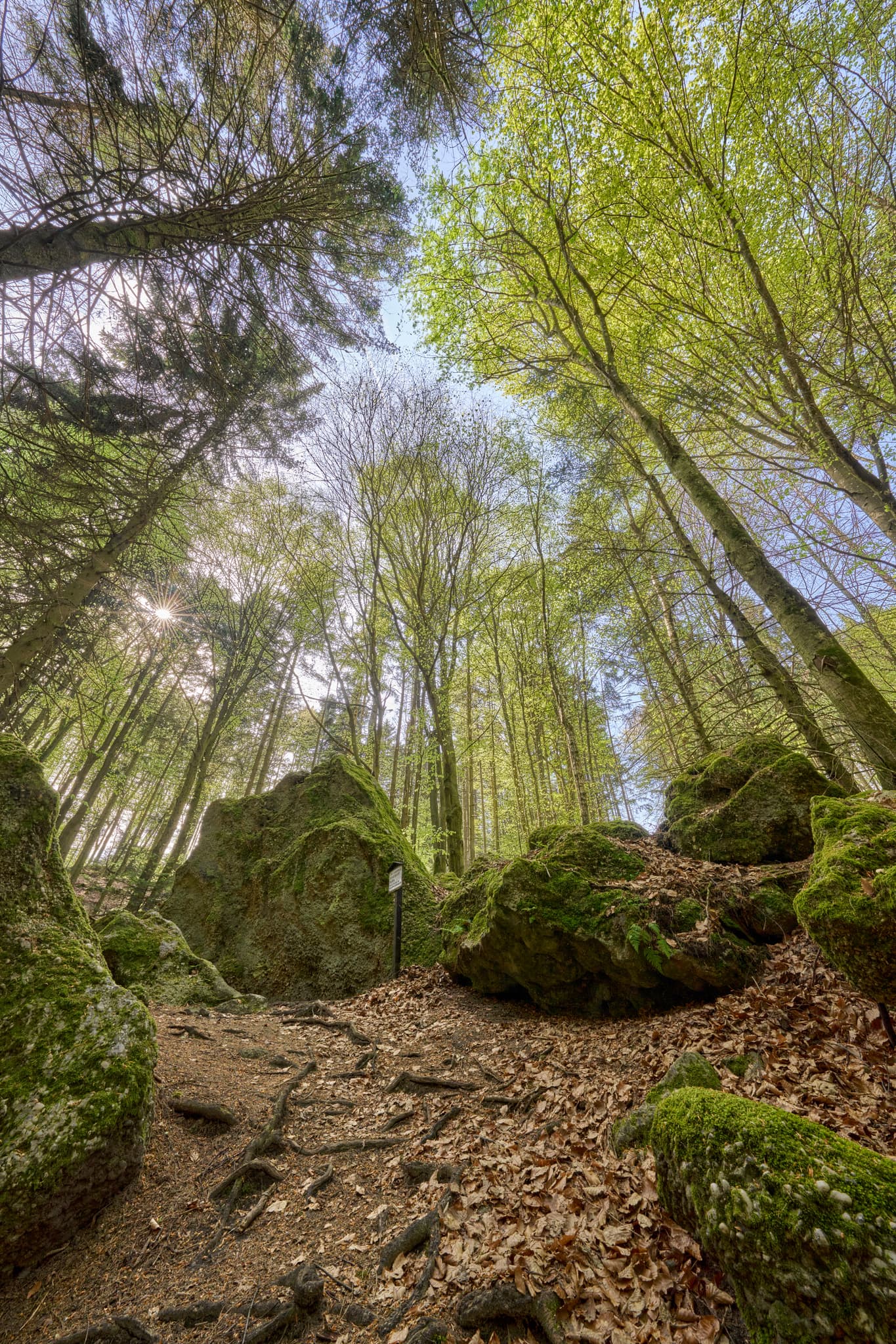 St. Salvator Luisenburg, Bad Griesbach, Passau - Waldweg mit Felsen, Moos und Bäumen in St. Salvator Luisenburg, Bad Griesbach. Landkreis Passau, Niederbayern, Bayern, Deutschland.