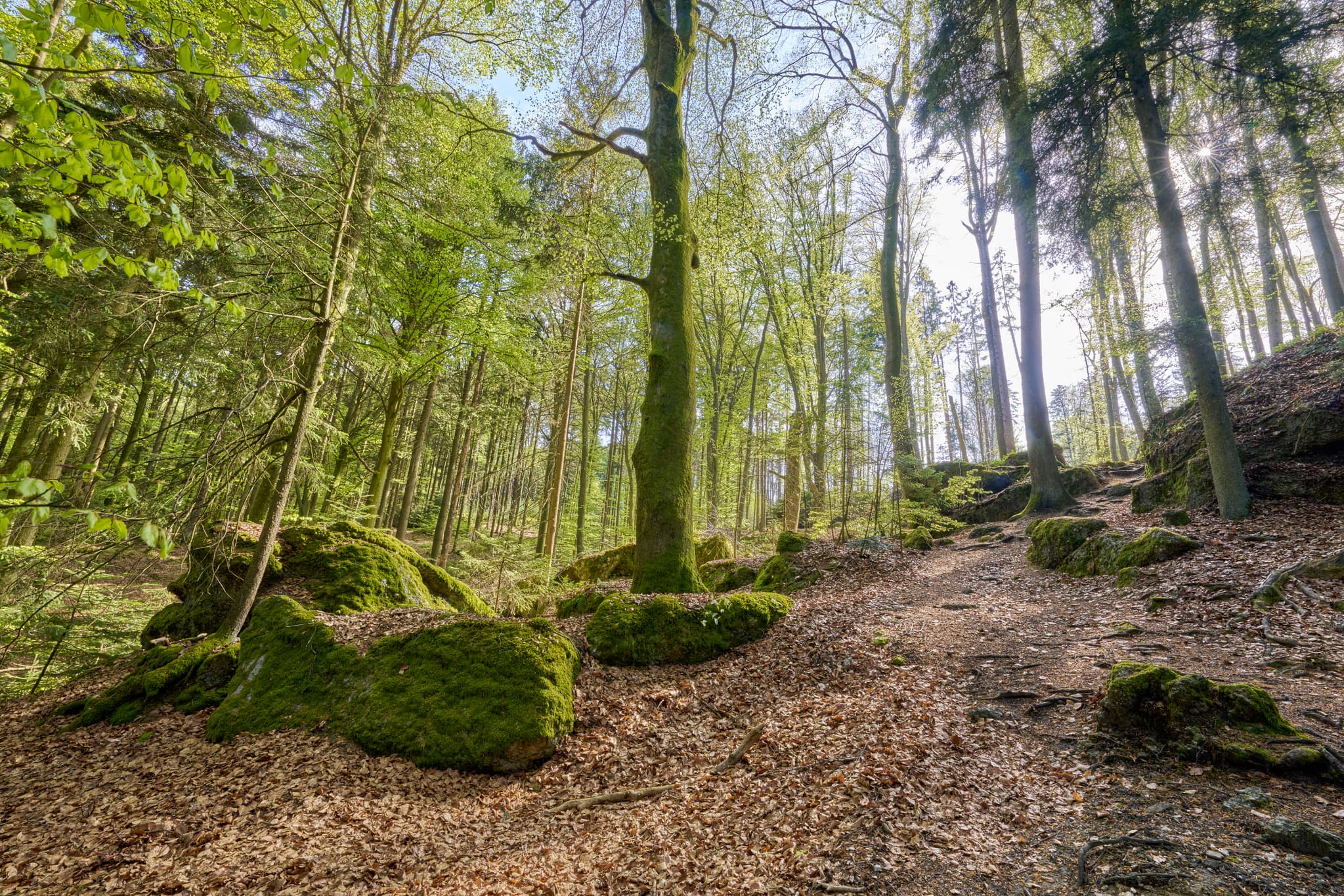 St. Salvator Luisenburg Umgebung, Bad Griesbach, Passau - Waldgebiet in St. Salvator Luisenburg, Bad Griesbach. Landkreis Passau, Niederbayern, Deutschland. Moospolster auf Felsen, Laubstreu.