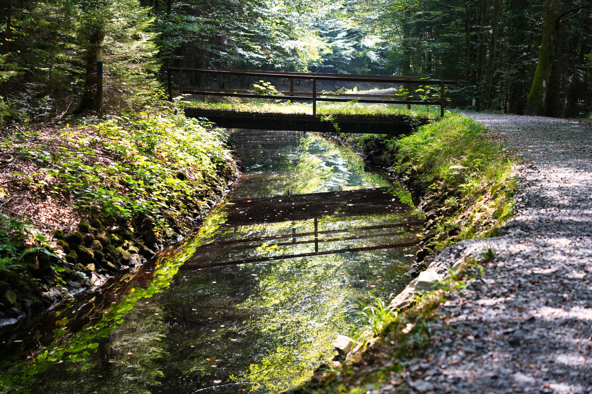  Stausee Großarmschlag zulauf Spiegelau  - Spiegelung einer Holzbrücke über einen ruhigen, dunklen Wasserlauf im Wald.  Sonnenlicht durchdringt die Baumkronen und beleuchtet die üppige, grüne Vegetation.