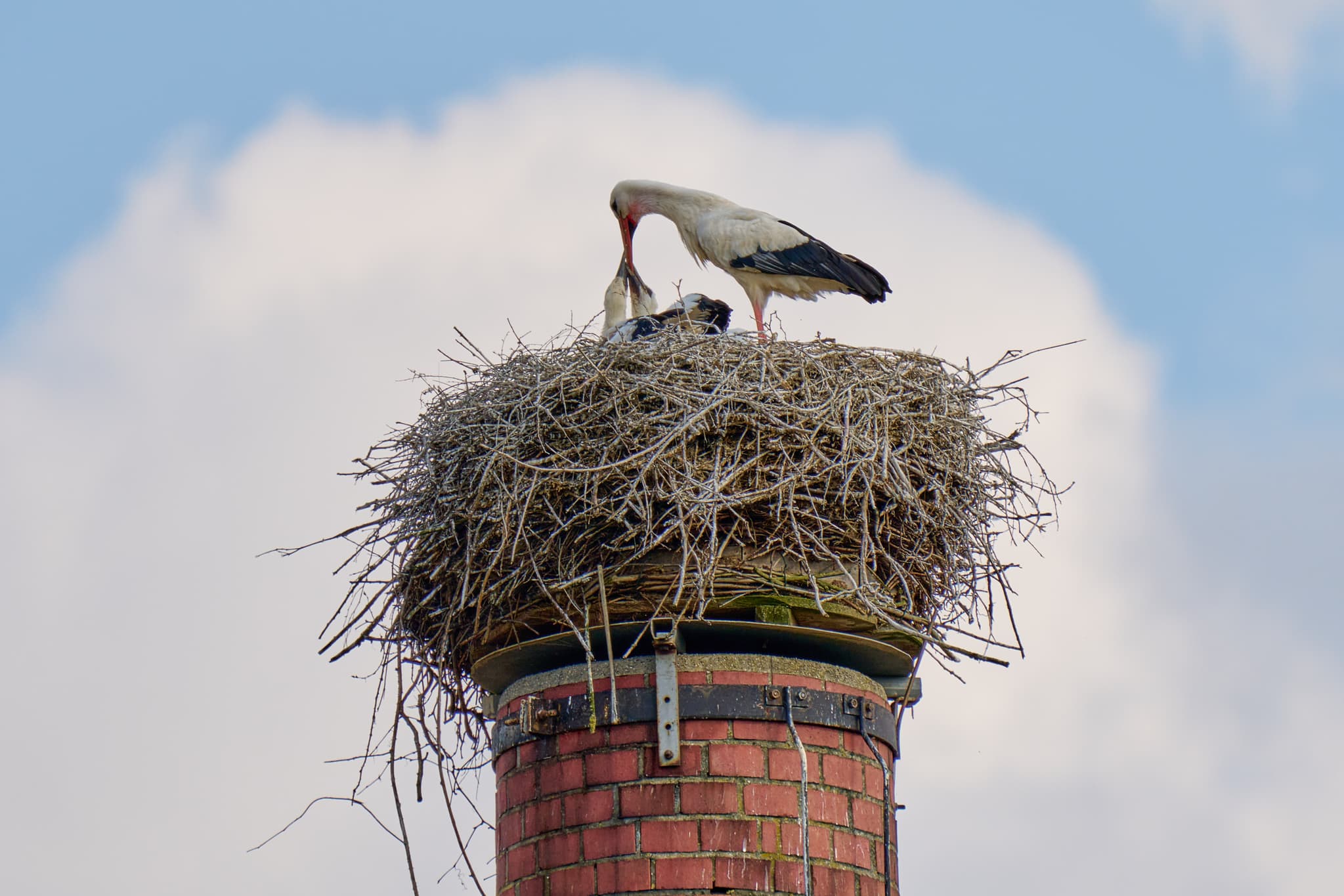 Storchennest Graf Arco Turm, Bad Birnbach, Niederbayern - Storchennest mit Storch und Küken am Graf Arco Turm in Bad Birnbach, Rottal-Inn, Niederbayern. Eine Szene der heimischen Tierwelt im Bäderdreieck Deutschlands.