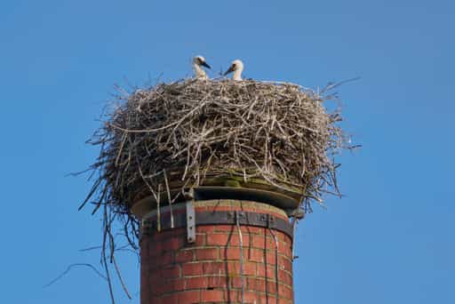 Storchennest Graf Arco Turm, Bad Birnbach, PAN, Niederbayern