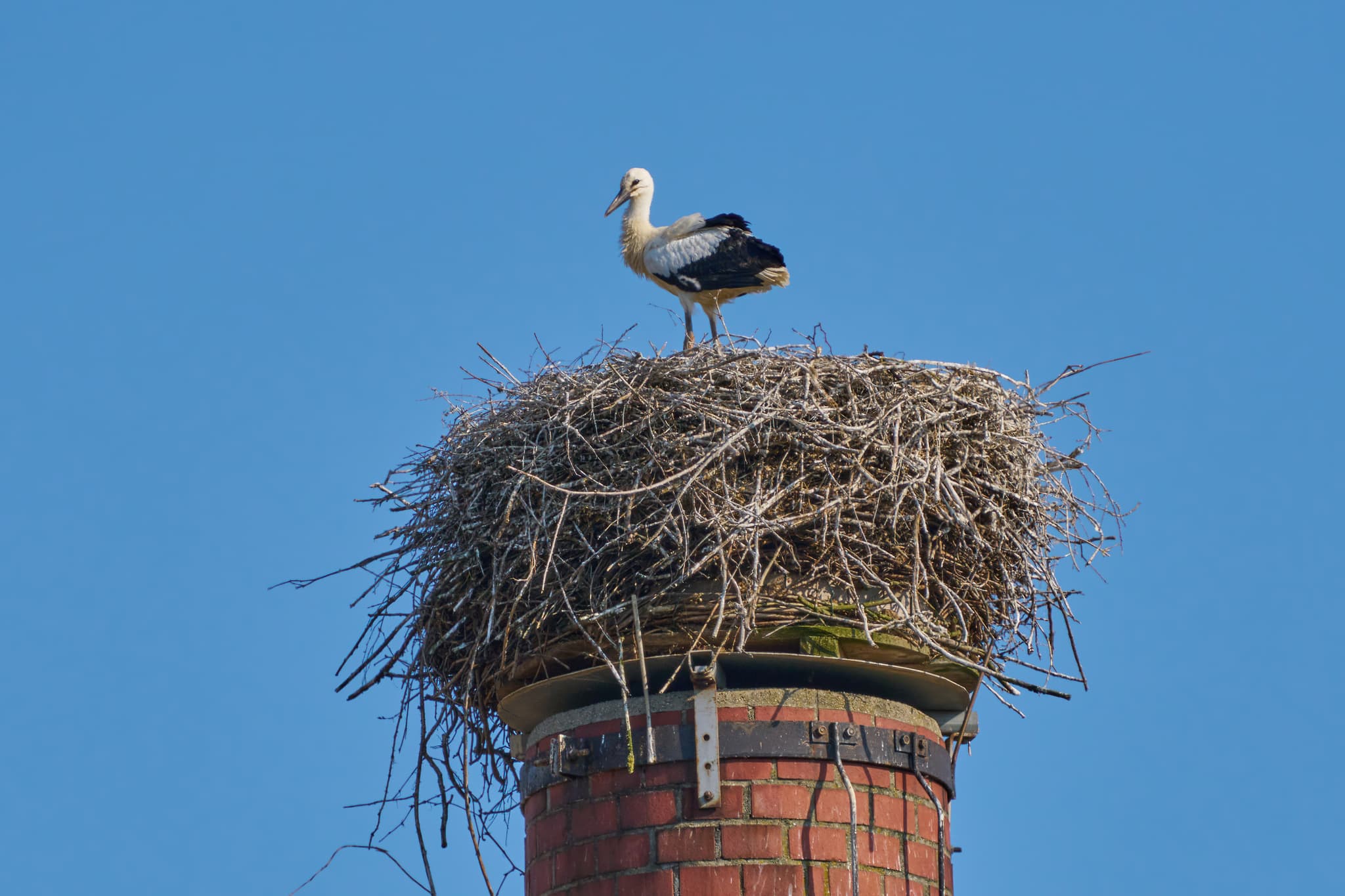 Storchennest, Graf Arco Turm, Bad Birnbach, Rottal-Inn - Storchen Jungvogel sitzt auf einem großen Nest auf dem Graf Arco Turm in Bad Birnbach, Rottal-Inn, Niederbayern, Bäderdreieck