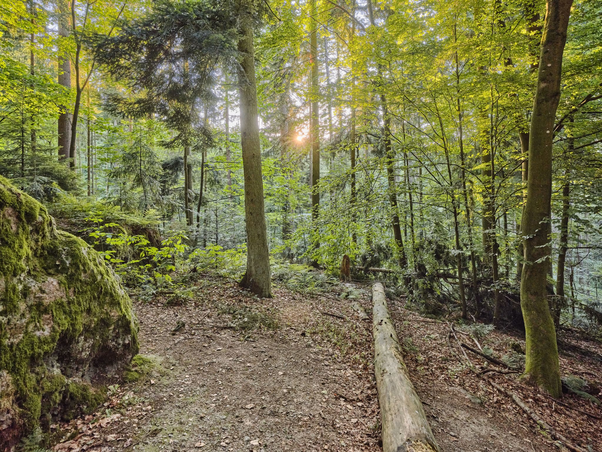 Teufelsfelsen, Waldwunderwelt, Bad Griesbach - Teufelsfelsen in Bad Griesbach, Landkreis Passau, Niederbayern, Deutschland. Darstellung auf Felsen.