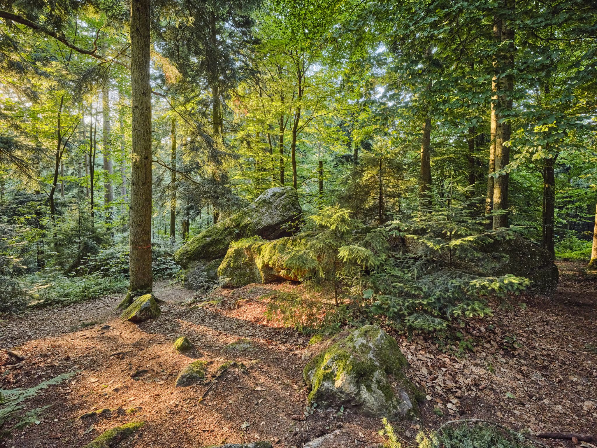Teufelsfelsen, Waldwunderwelt, Bad Griesbach - Teufelsfelsen in Bad Griesbach, Landkreis Passau, Niederbayern, Deutschland. Darstellung auf Felsen.