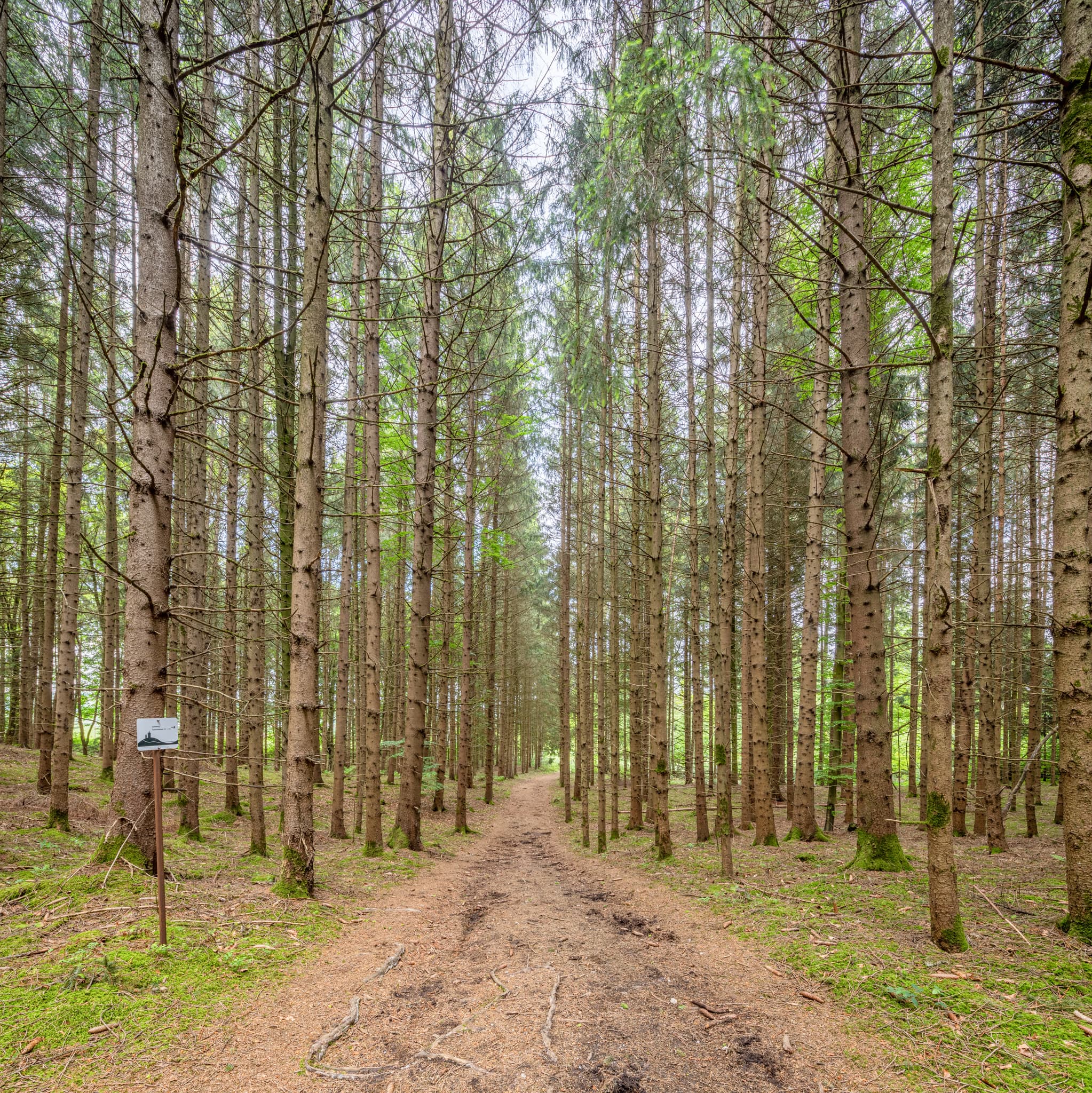 Todeiskesselweg, Haag, Mühldorf am Inn, Oberbayern - Waldweg durch Nadelwälder, Todeiskesselweg im Haager Land Nr. 10-11, Haag, Mühldorf am Inn, Oberbayern, Region Inn-Salzach, Deutschland.