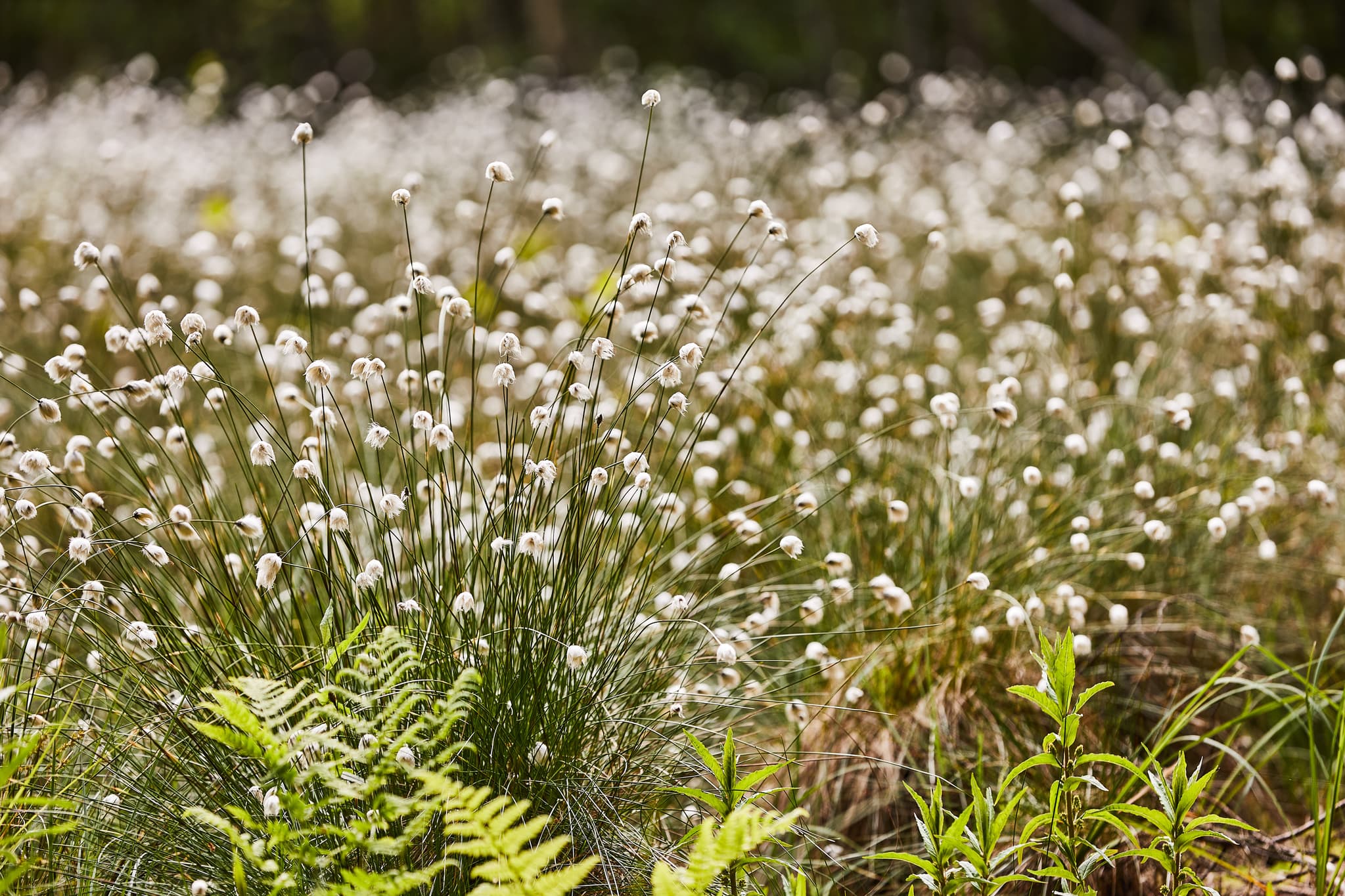 Todeiskesselweg, Haag, Mühldorf am Inn, Oberbayern - Blühendes Wollgrasfeld am Todeiskesselweg Nr. 9 in Haag, Mühldorf am Inn, Oberbayern. Natürliche Landschaft im Inn-Salzach-Gebiet Deutschlands mit Farnen.