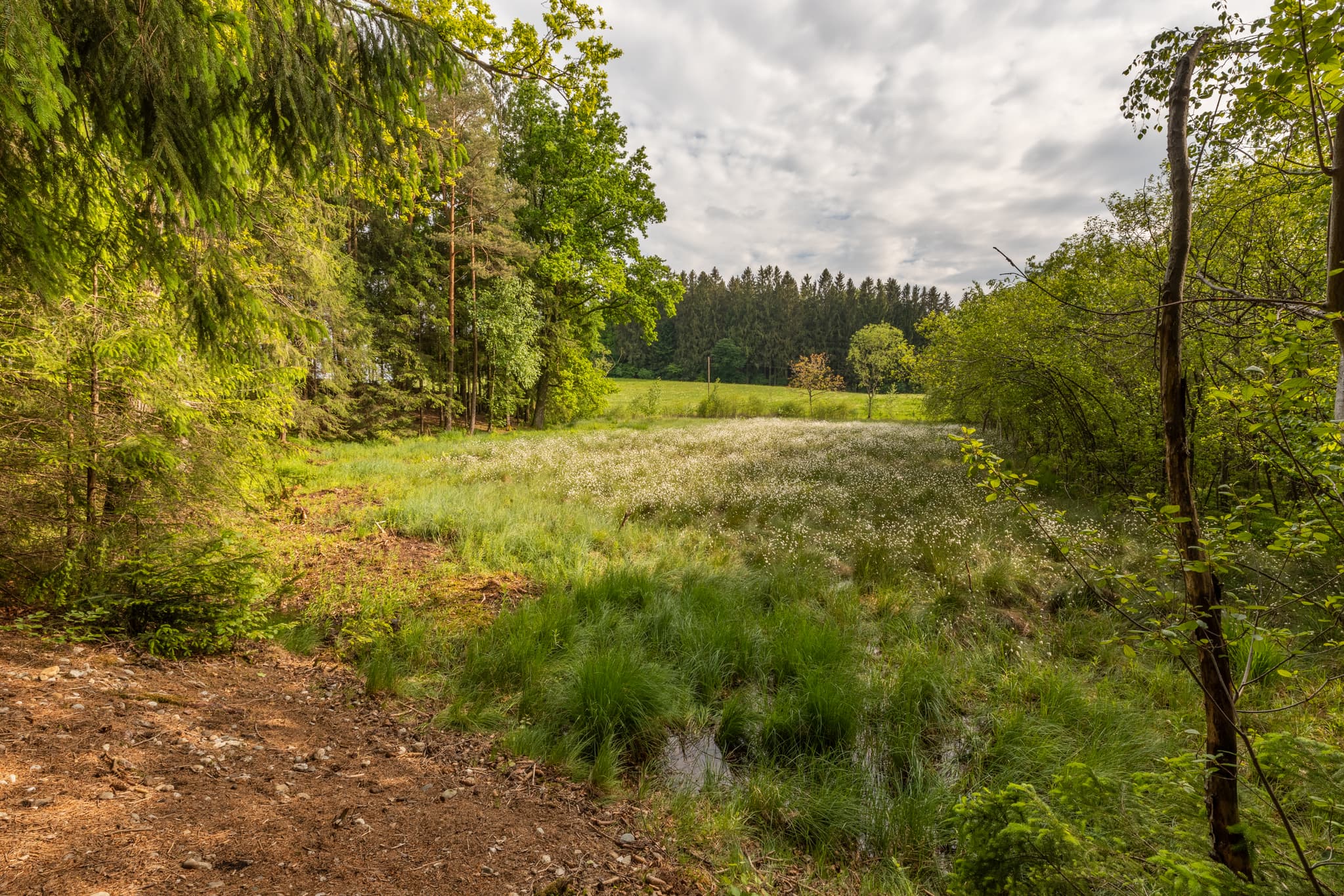 Todeiskesselweg, Haager Land, Mühldorf am Inn - Landschaft am Todeiskesselweg Nr. 9, Haager Land, Haag. Feuchtgebiet im Landkreis Mühldorf am Inn, Oberbayern, Deutschland. Region Inn-Salzach.