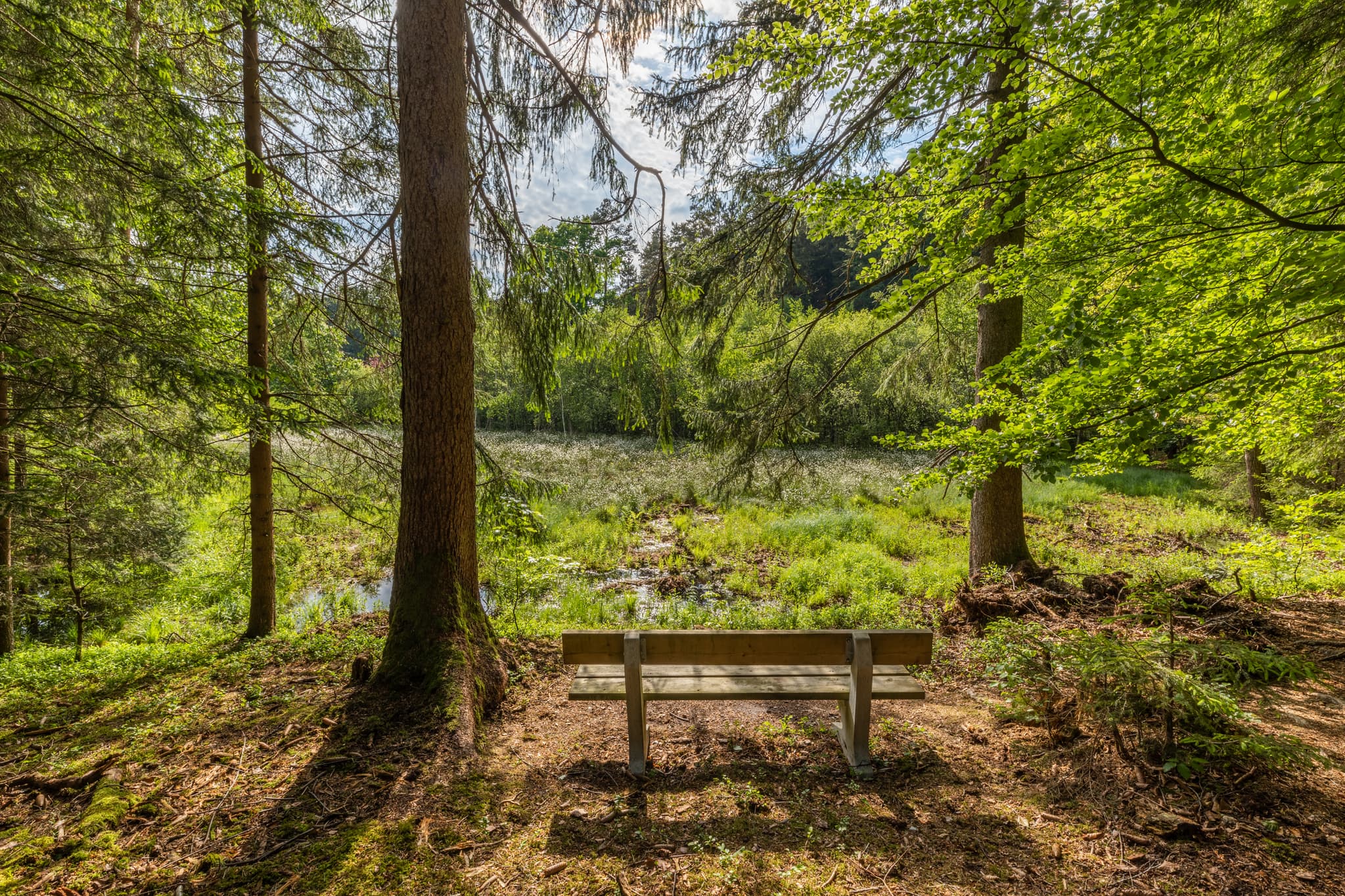 Todeiskesselweg, Haager Land, Mühldorf am Inn, Oberbayern - Holzbank am Todeiskesselweg. Ruhige Feuchtlandschaft umgeben von Wald. Haager Land, Haag, Landkreis Mühldorf am Inn, Oberbayern, Inn-Salzach, Deutschland.