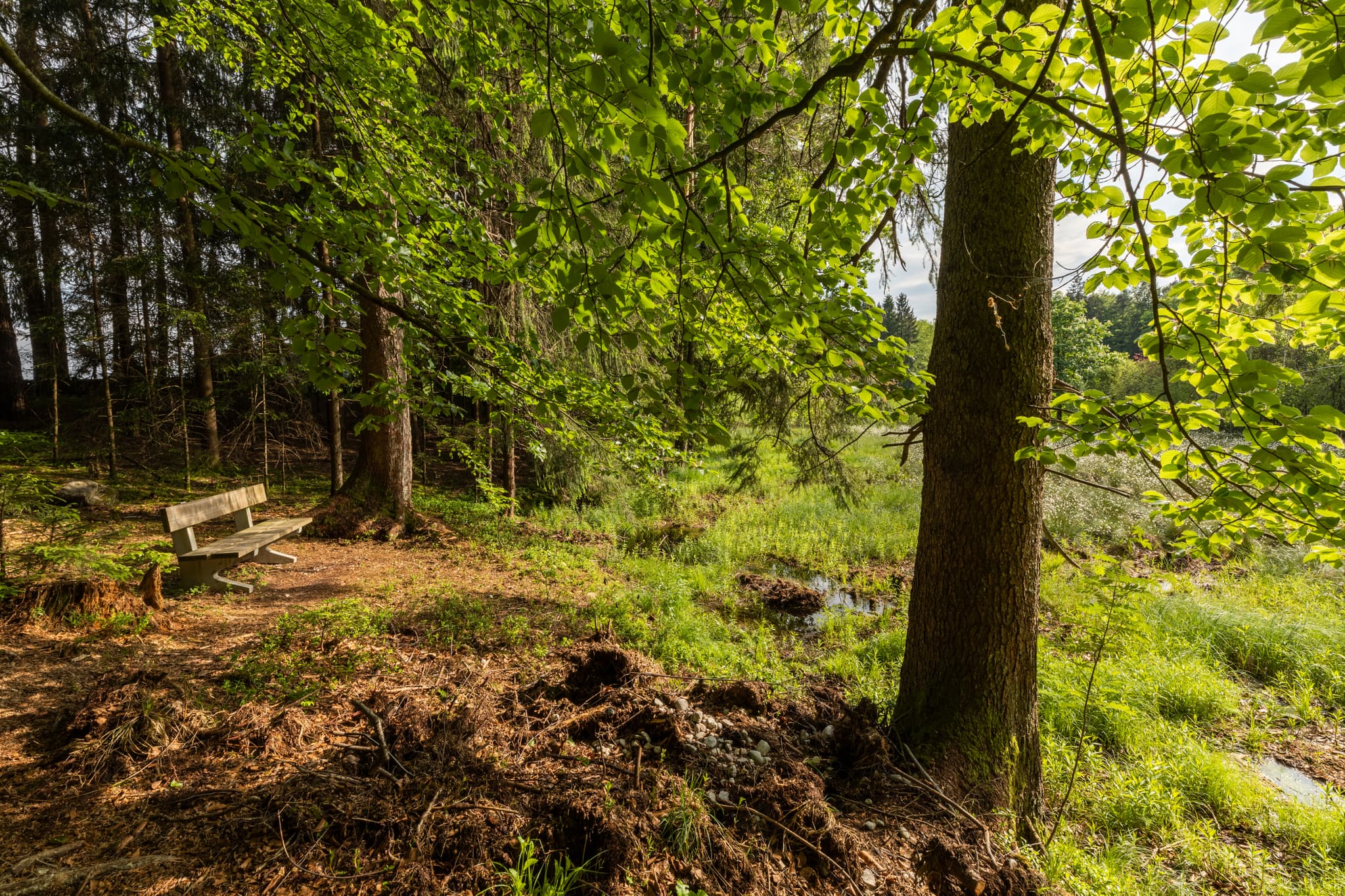 Todeiskesselweg, Haager Land, Mühldorf am Inn, Oberbayern - Holzbank am Todeiskesselweg. Ruhige Feuchtlandschaft umgeben von Wald. Haager Land, Haag, Landkreis Mühldorf am Inn, Oberbayern, Inn-Salzach, Deutschland.