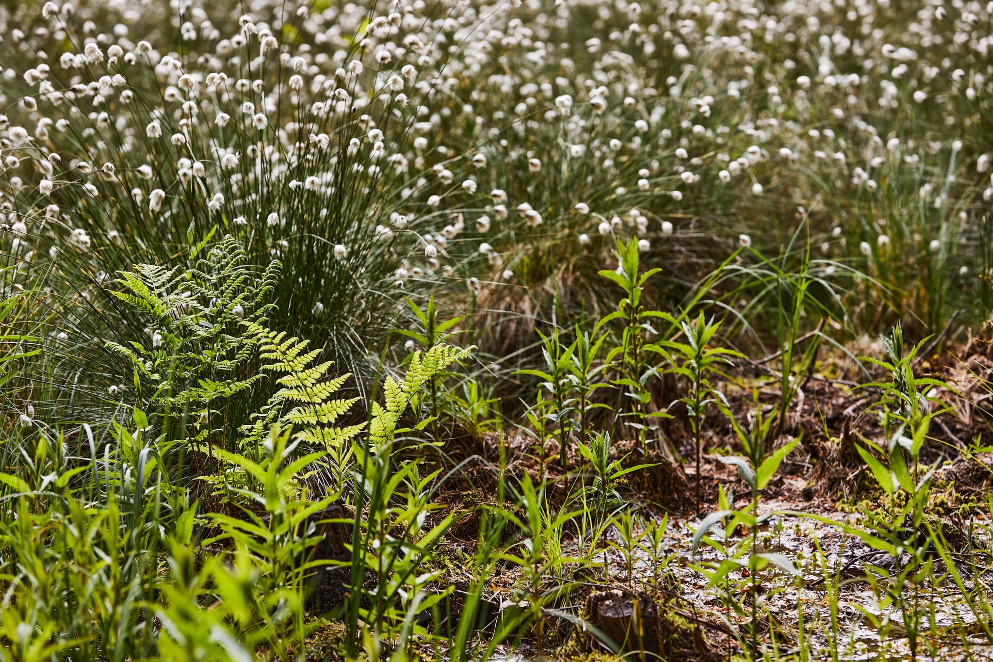 Todeiskesselweg, Haager Land, Mühldorf am Inn, Oberbayern - Moorlandschaft mit Wollgras Todeiskesselweg Nr. 9, Haager Land, Haag, Mühldorf am Inn, Oberbayern. Typische Natur in Region Inn-Salzach, Deutschland.