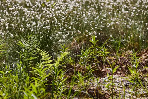 Todeiskesselweg, Haager Land, Mühldorf am Inn, Oberbayern