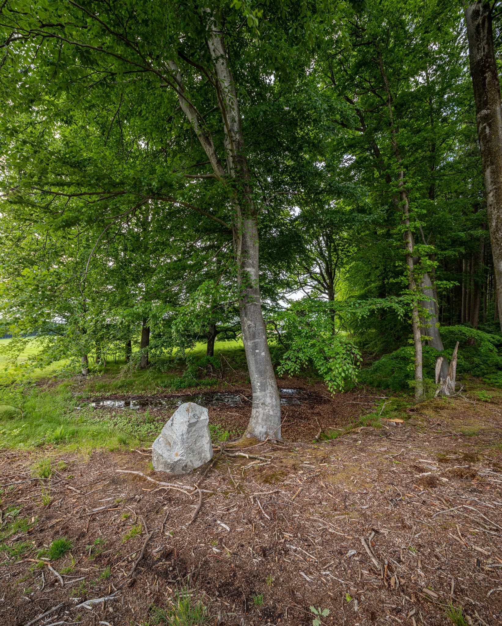 Todeiskesselweg, Haager Land, Mühldorf am Inn, Oberbayern - Grüner Waldweg Nr. 6 am Todeiskesselweg, Haag, Mühldorf am Inn, Oberbayern, Deutschland. Ein markanter Stein säumt den Pfad in der Region Inn-Salzach.