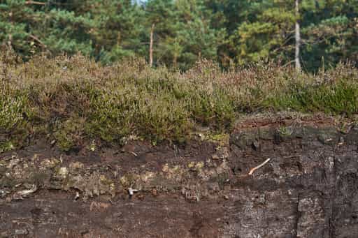 Torf im Schoenramer Filz, Landkreis Traunstein, Oberbayern