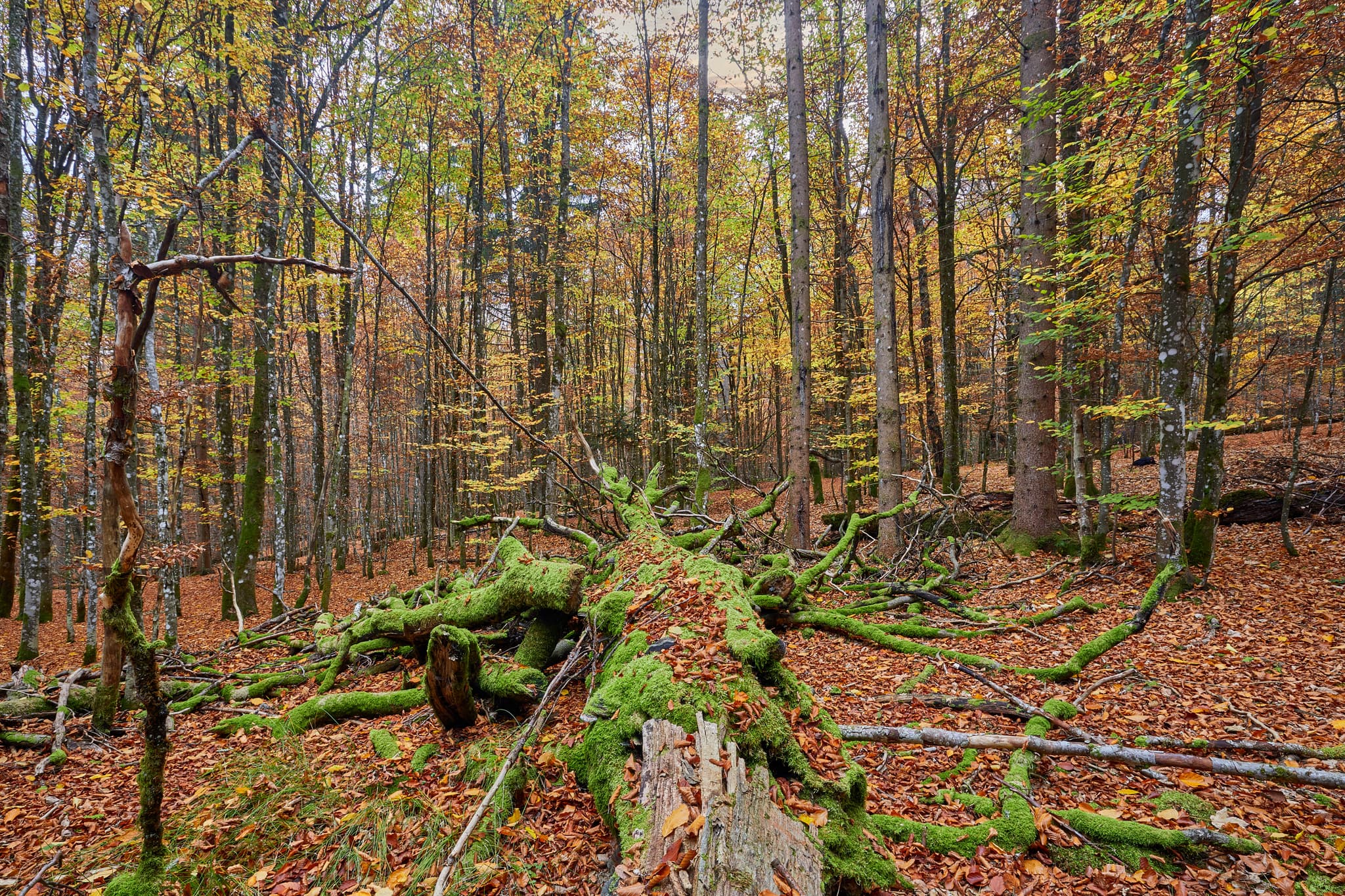 Totholz im Hans-Watzlik-Hain, Regen, Niederbayern - Totholz mit Moos im Hans-Watzlik-Hain, einem Wald bei Bayerisch Eisenstein, Landkreis Regen, Niederbayern. Szene im Bayerischen Wald, Deutschland.